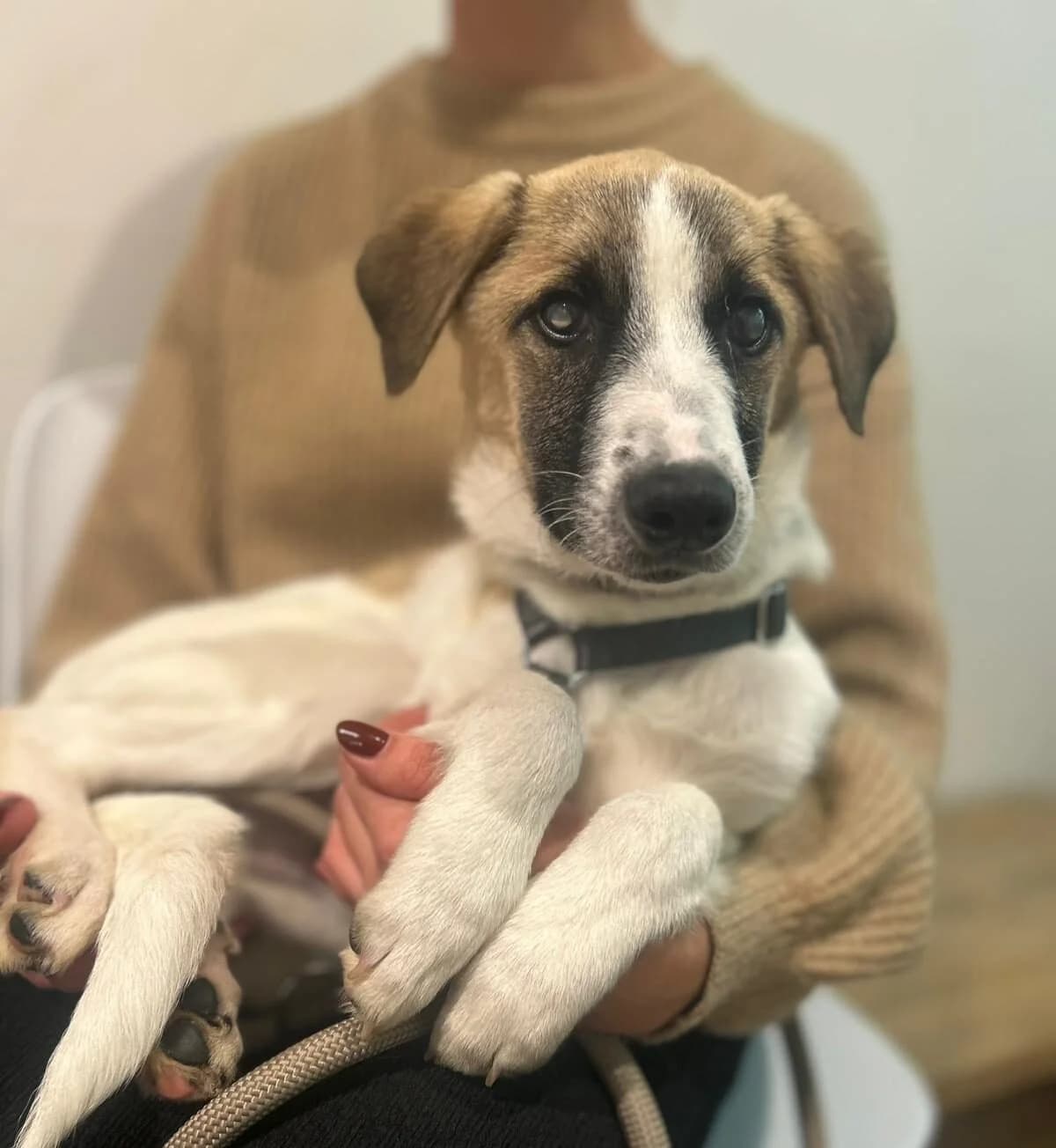 Winny, male puppy Mixed Breed for adoption at Kleine & große Pfoten e.V., Germany (national, Bulgaria rescue focus)