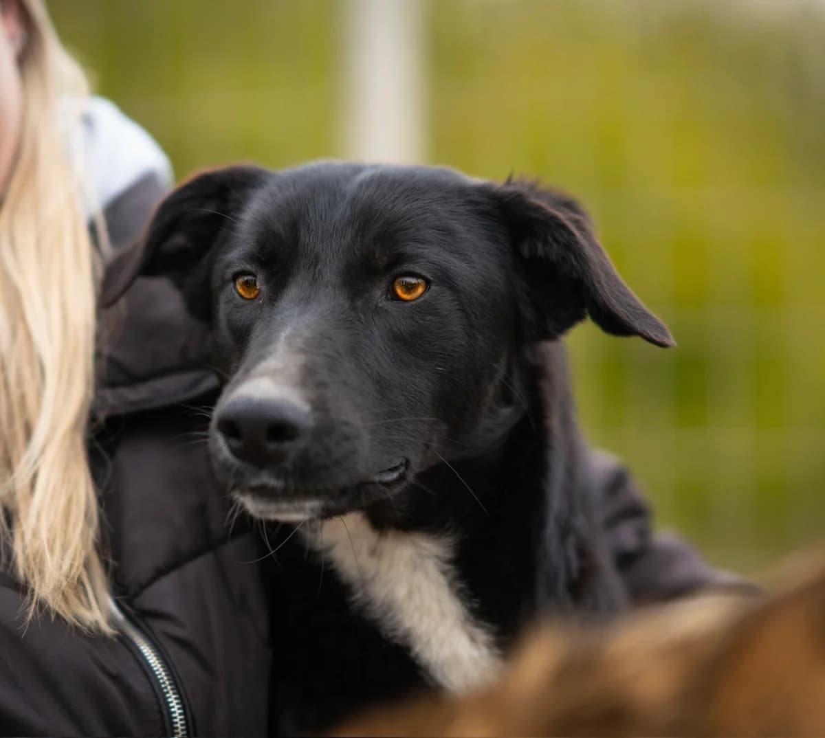 Sunny, male young Mixed Breed for adoption at Kleine & große Pfoten e.V., Germany (national, Bulgaria rescue focus)