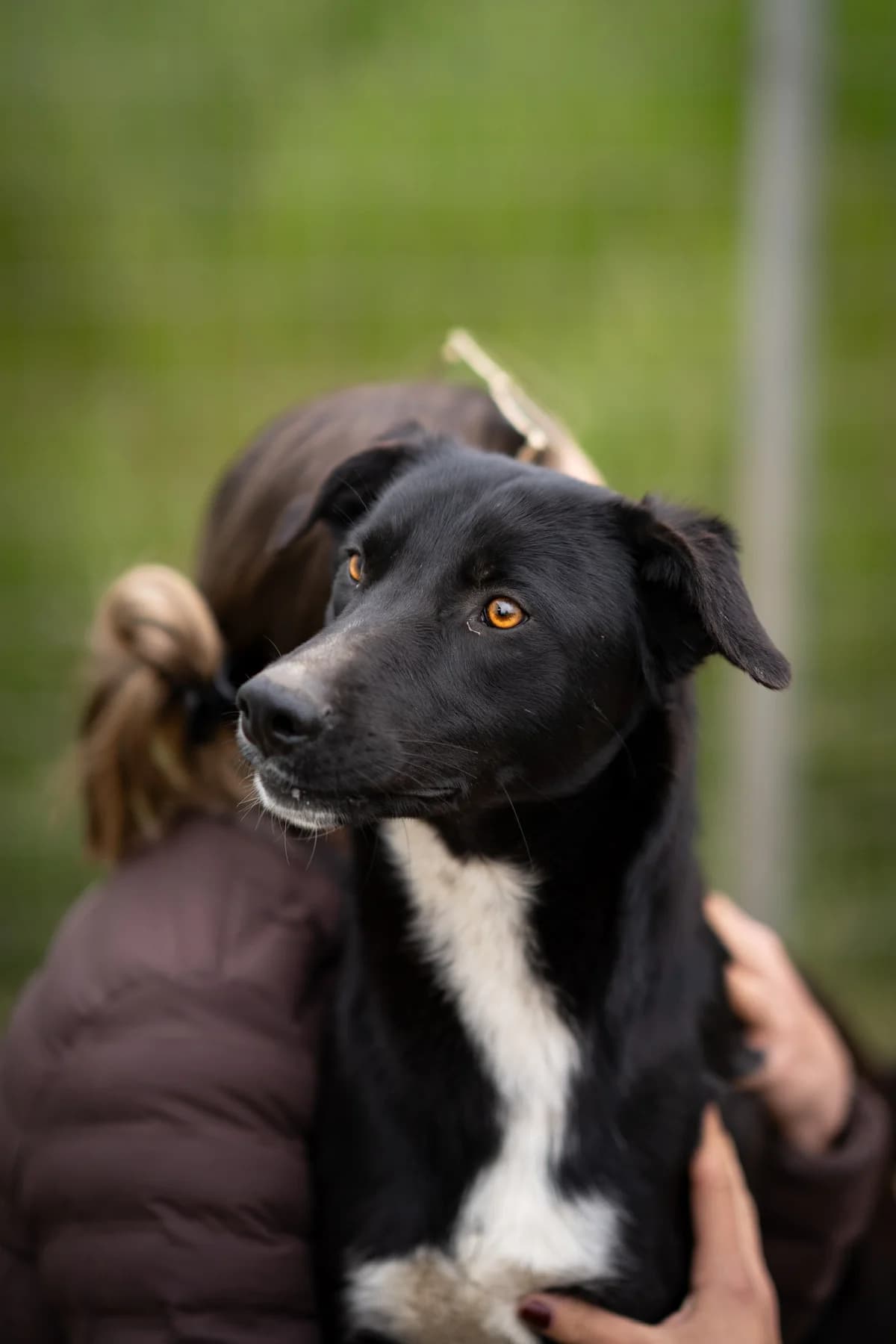 Lupin, male young Mixed Breed for adoption at Kleine & große Pfoten e.V., Germany (national, Bulgaria rescue focus)