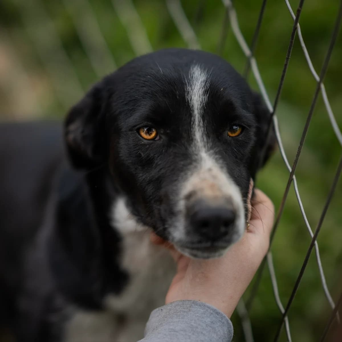 Poppy, female young Mixed Breed for adoption at Kleine & große Pfoten e.V., Germany (national, Bulgaria rescue focus)