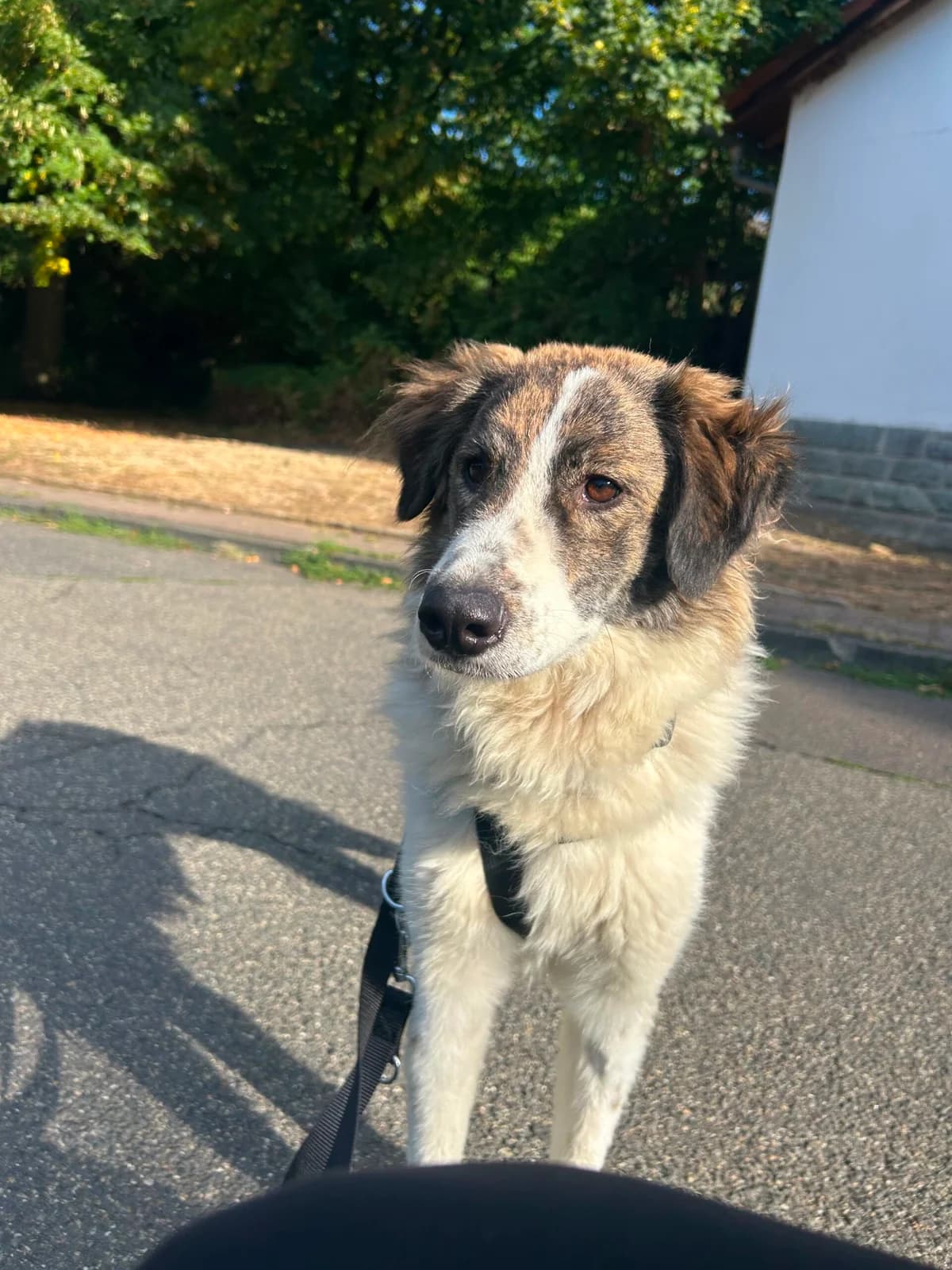 June, female young Mixed Breed for adoption at Kleine & große Pfoten e.V., Germany (national, Bulgaria rescue focus)