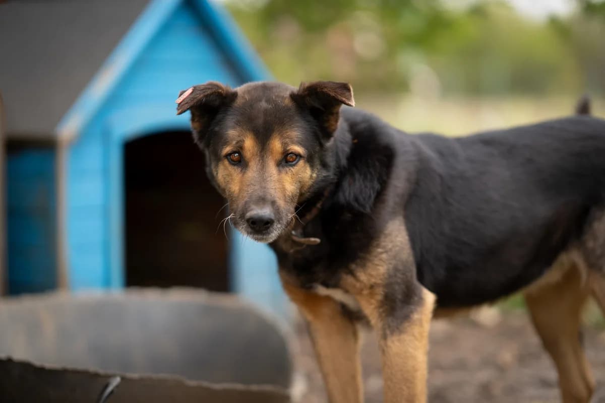 Rio, male 7yo Mixed Breed for adoption at Kleine & große Pfoten e.V., Germany (national, Bulgaria rescue focus)