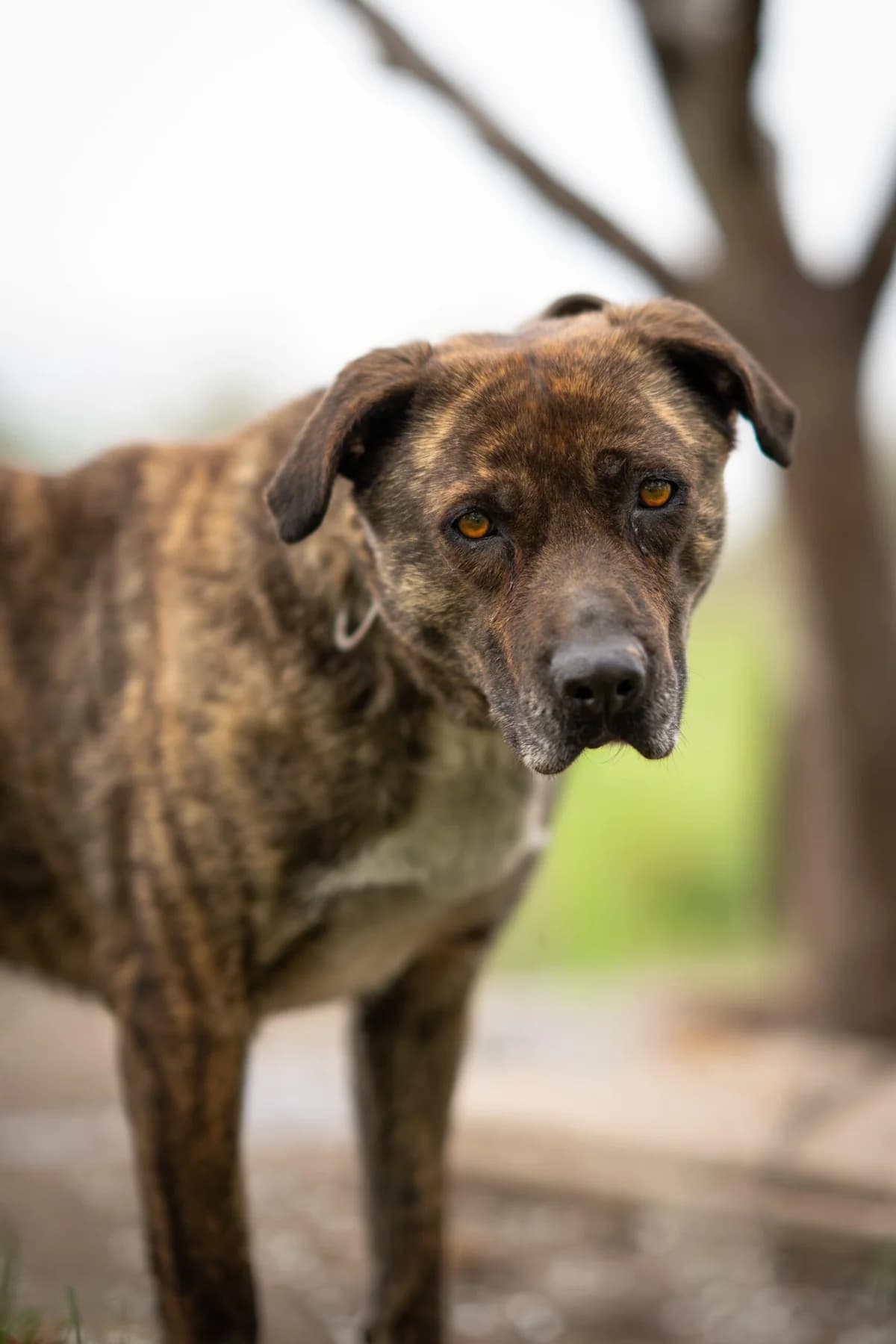 Valentina, female 5yo Mixed Breed for adoption at Kleine & große Pfoten e.V., Germany (national, Bulgaria rescue focus)