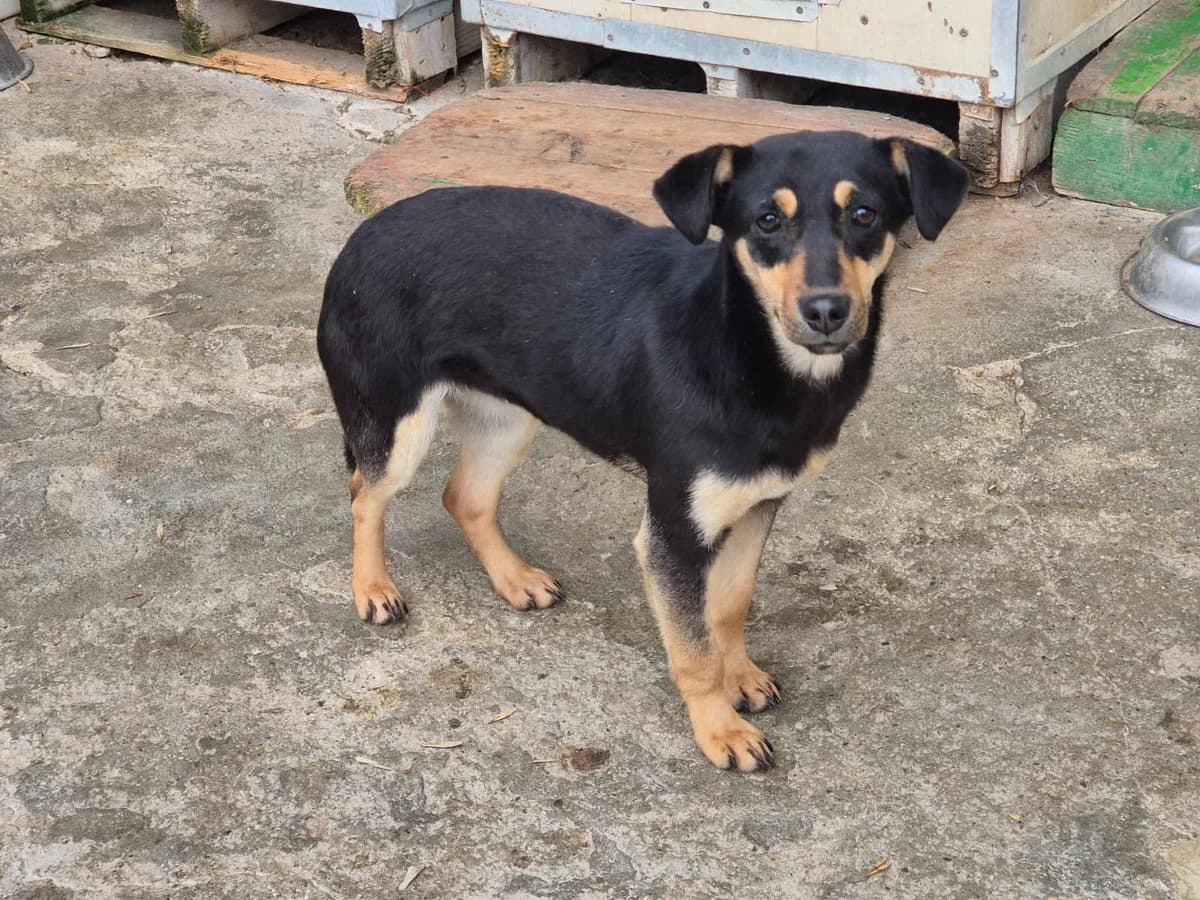 Matti, male young Mixed Breed for adoption at Kleine & große Pfoten e.V., Germany (national, Bulgaria rescue focus)