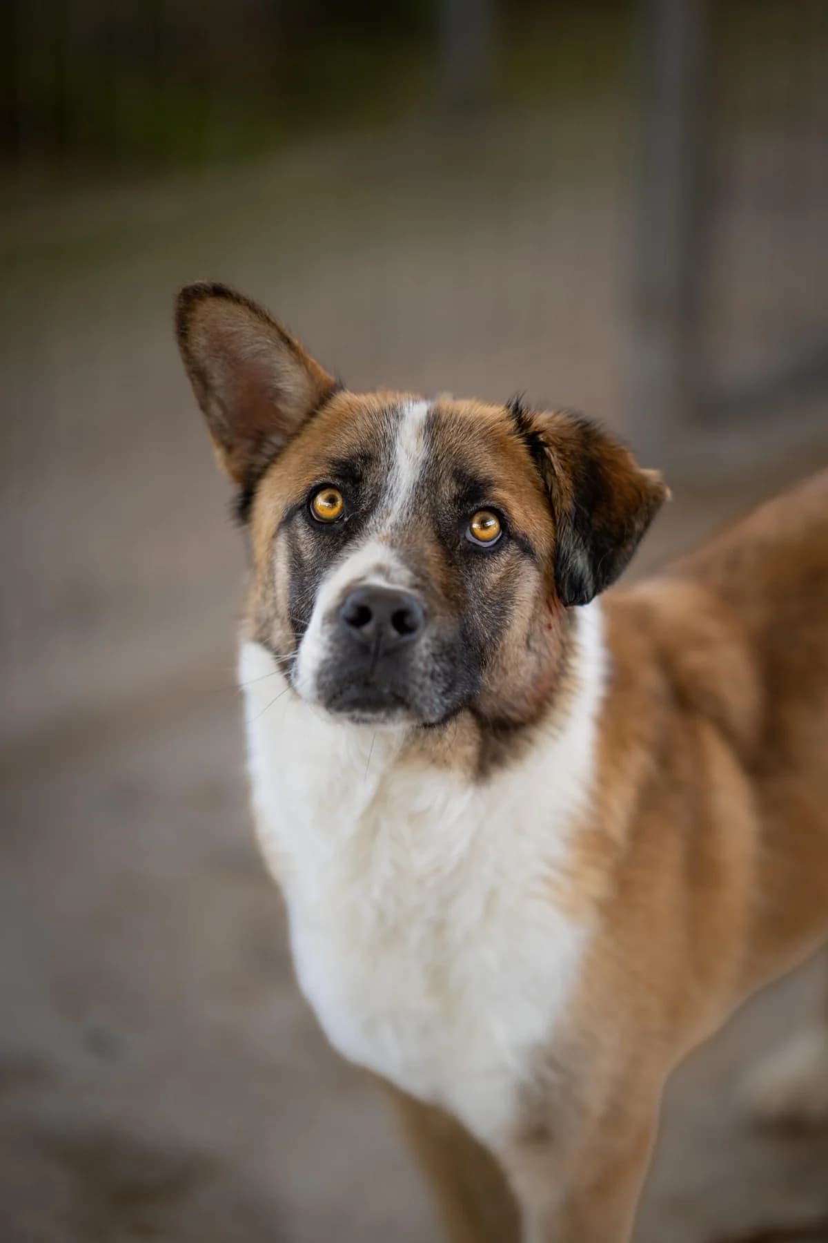 Clover, male 4yo Mixed Breed for adoption at Kleine & große Pfoten e.V., Germany (national, Bulgaria rescue focus)