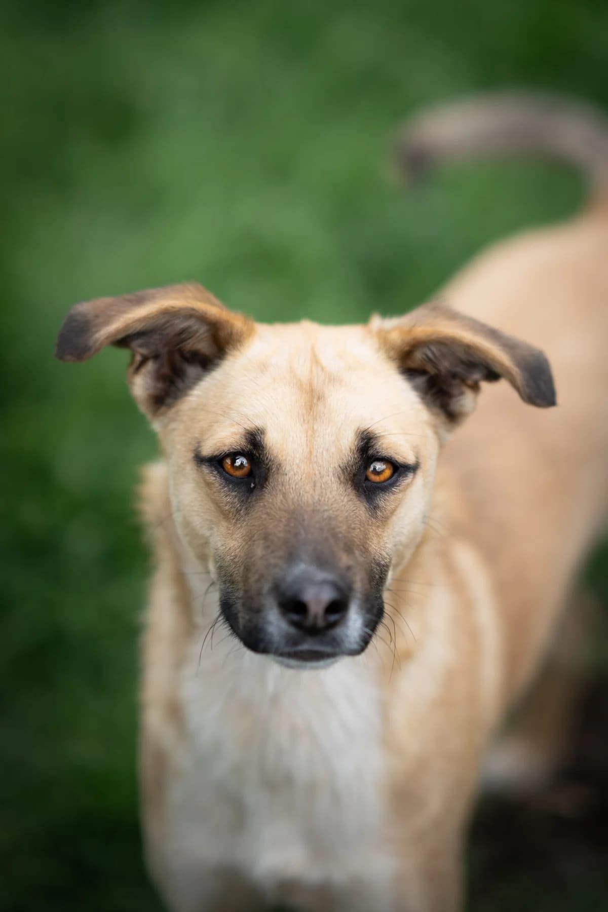 Piero, male young Mixed Breed for adoption at Kleine & große Pfoten e.V., Germany (national, Bulgaria rescue focus)
