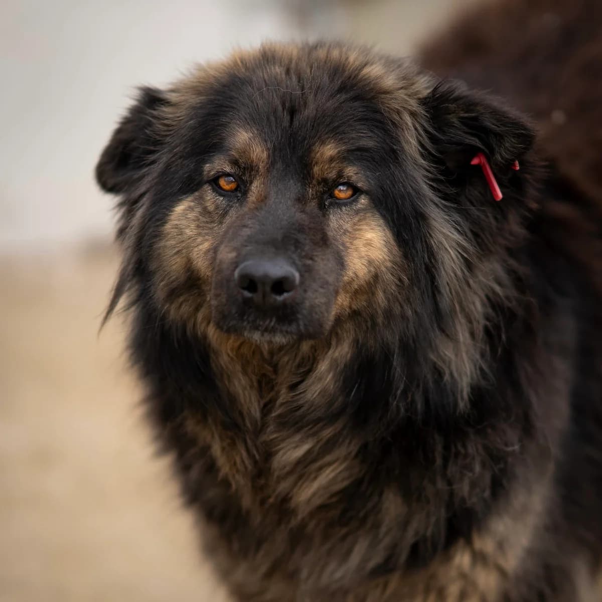 Camina, female 6yo Mixed Breed for adoption at Kleine & große Pfoten e.V., Germany (national, Bulgaria rescue focus)