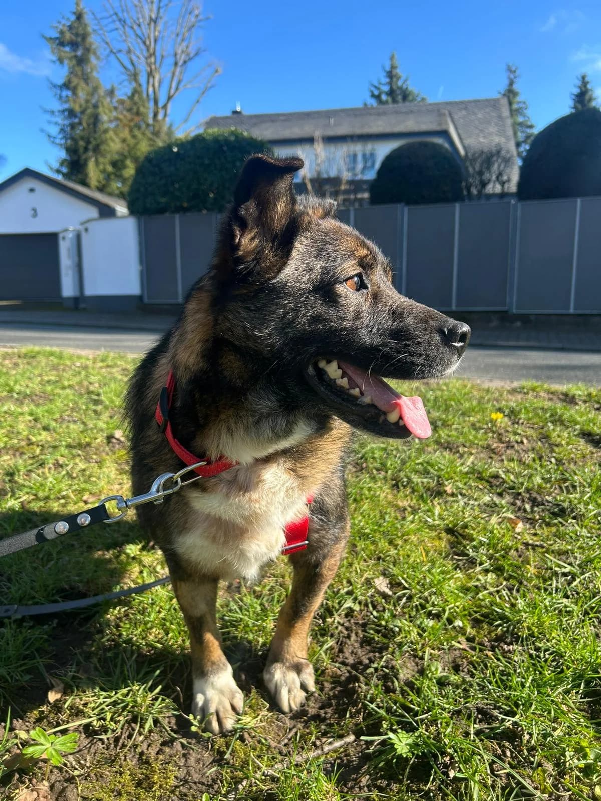 Lemmy, male 6yo Mixed Breed for adoption at Kleine & große Pfoten e.V., Germany (national, Bulgaria rescue focus)