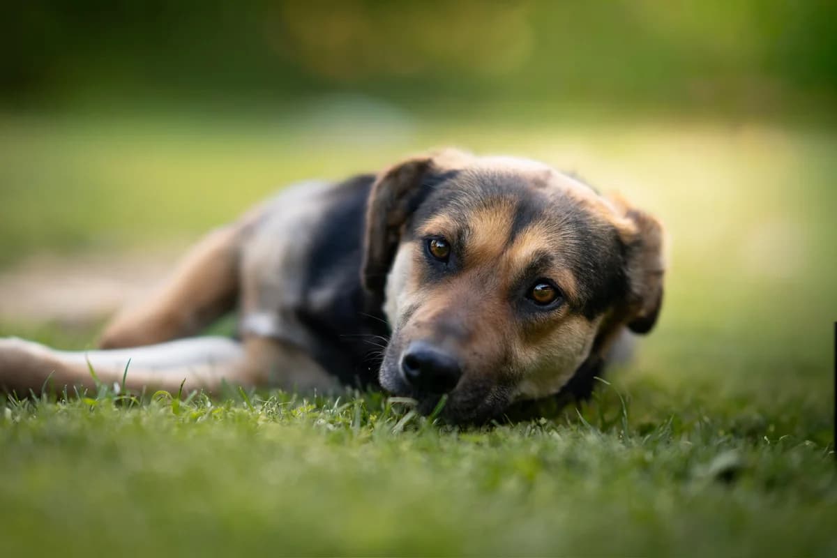 Nuna, female young Mixed Breed for adoption at Kleine & große Pfoten e.V., Germany (national, Bulgaria rescue focus)