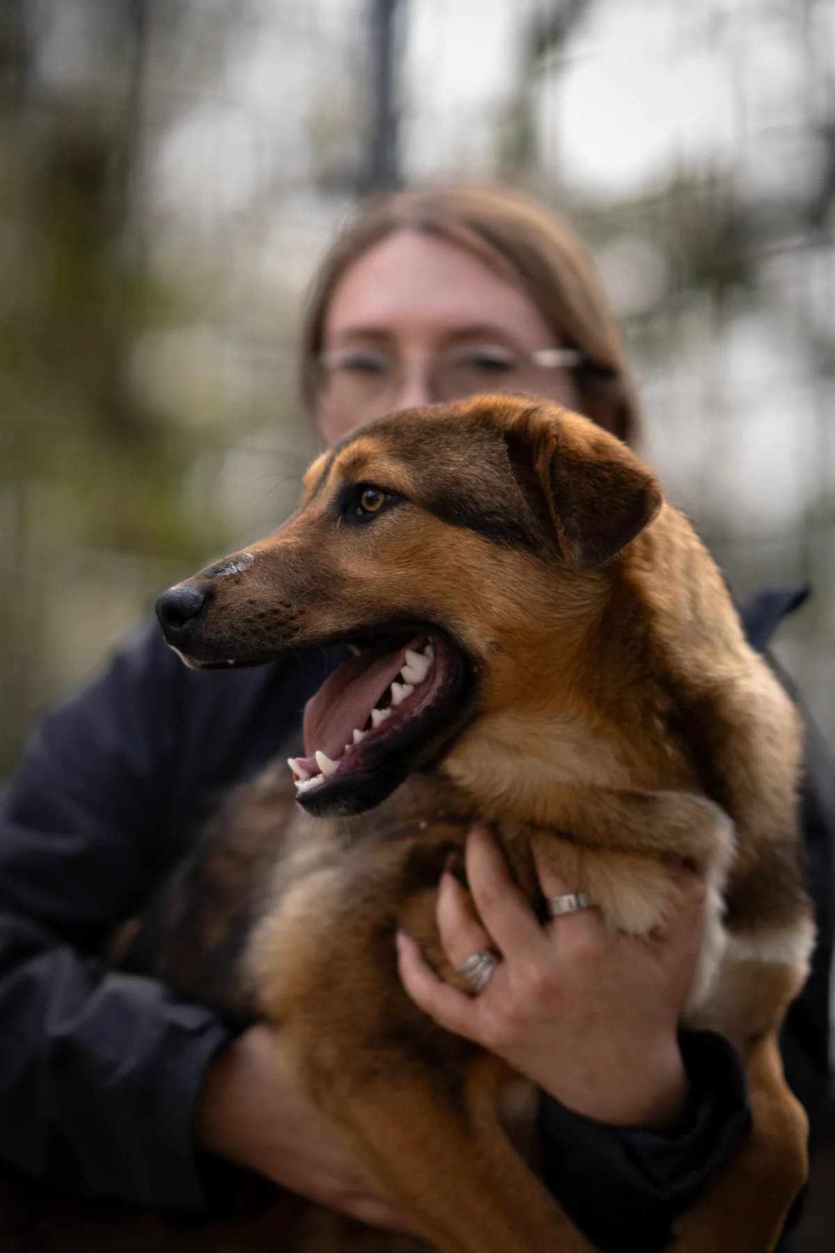Arlo, male puppy Mixed Breed for adoption at Kleine & große Pfoten e.V., Germany (national, Bulgaria rescue focus)