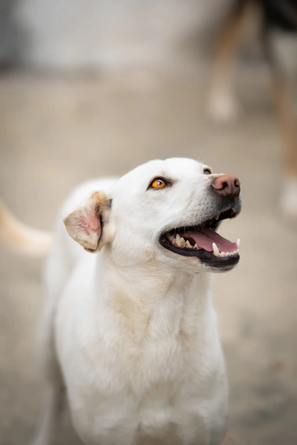 Polar, male 4yo Mixed Breed for adoption at Kleine & große Pfoten e.V., Germany (national, Bulgaria rescue focus)