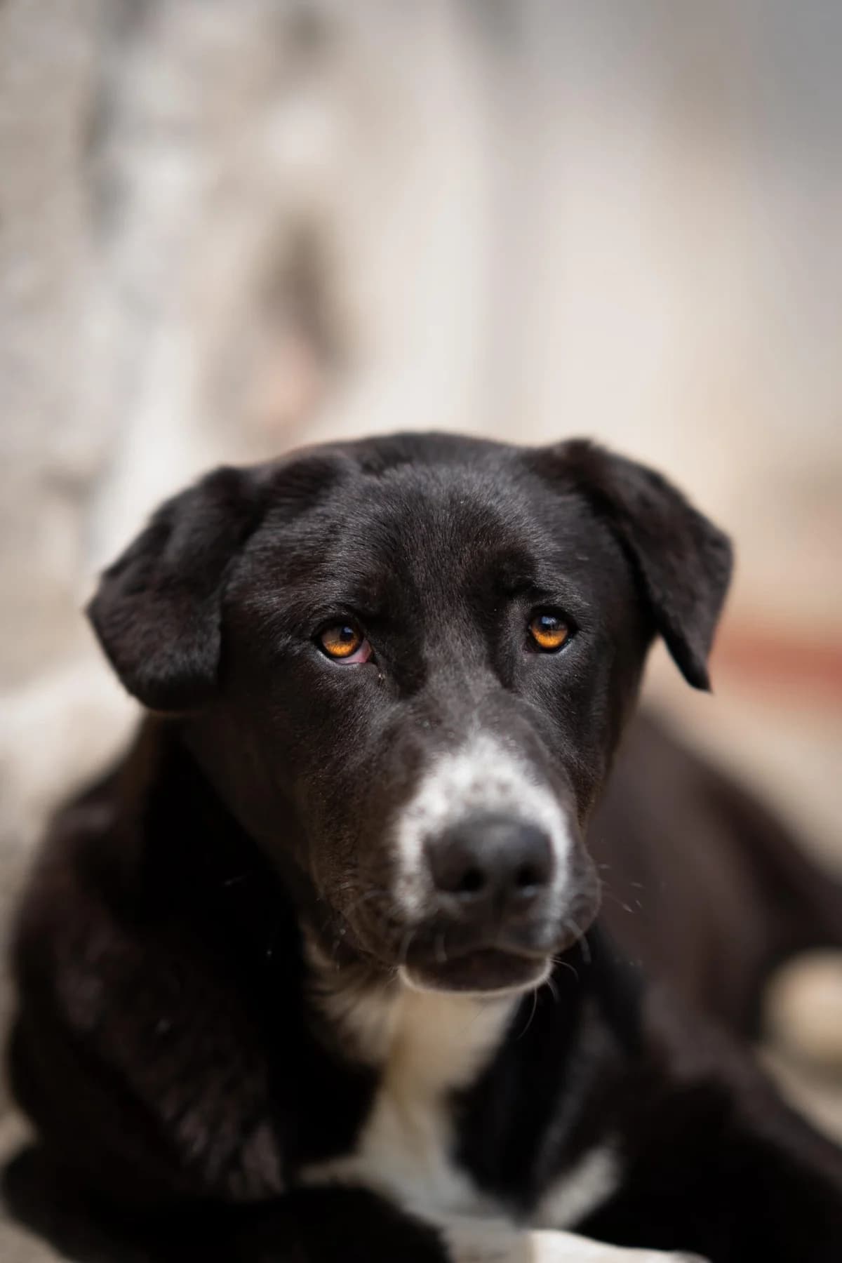 Velo, female puppy Mixed Breed for adoption at Kleine & große Pfoten e.V., Germany (national, Bulgaria rescue focus)