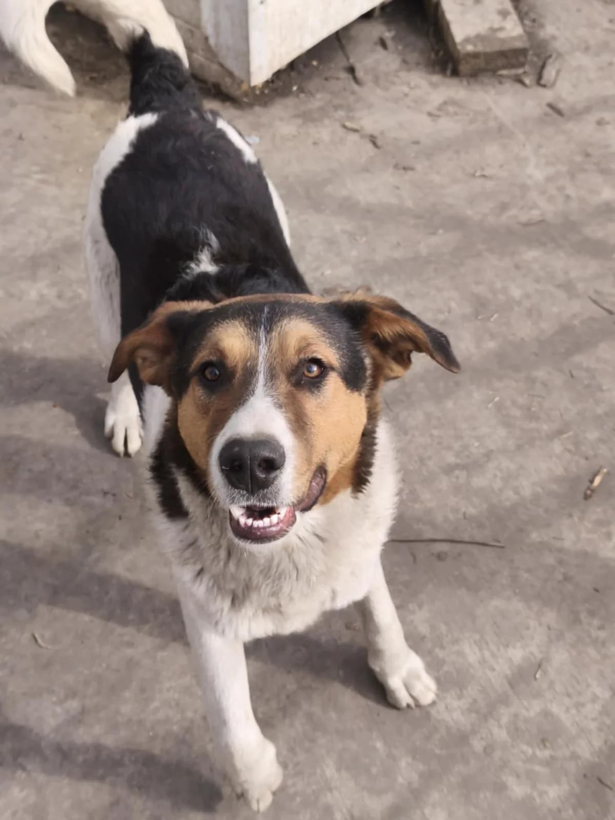 Augustus, male young Mixed Breed for adoption at Kleine & große Pfoten e.V., Germany (national, Bulgaria rescue focus)