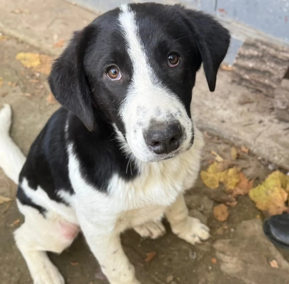 Julio, male young Mixed Breed for adoption at Kleine & große Pfoten e.V., Germany (national, Bulgaria rescue focus)