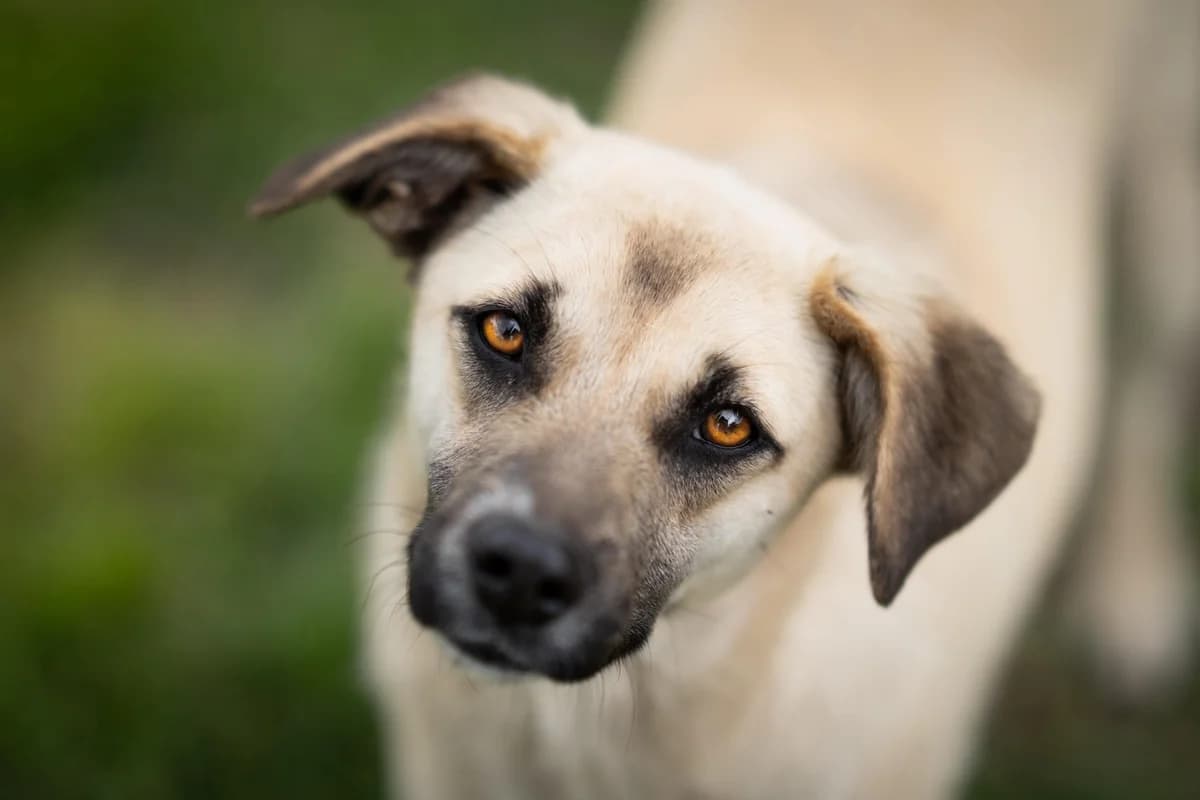 Lari, female young Mixed Breed for adoption at Kleine & große Pfoten e.V., Germany (national, Bulgaria rescue focus)