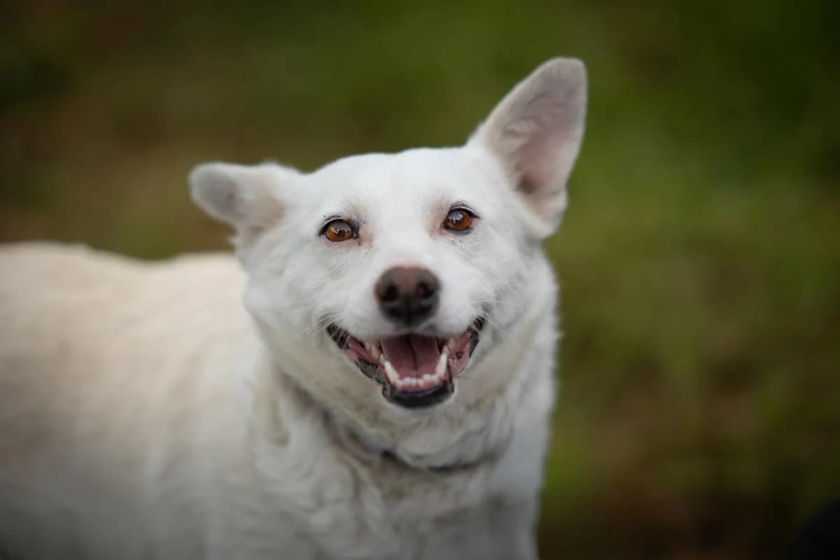 Fleur, female 3yo Mixed Breed for adoption at Kleine & große Pfoten e.V., Germany (national, Bulgaria rescue focus)