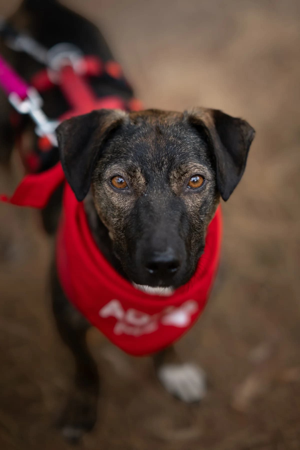 Percy, male 3yo Mixed Breed for adoption at Kleine & große Pfoten e.V., Germany (national, Bulgaria rescue focus)