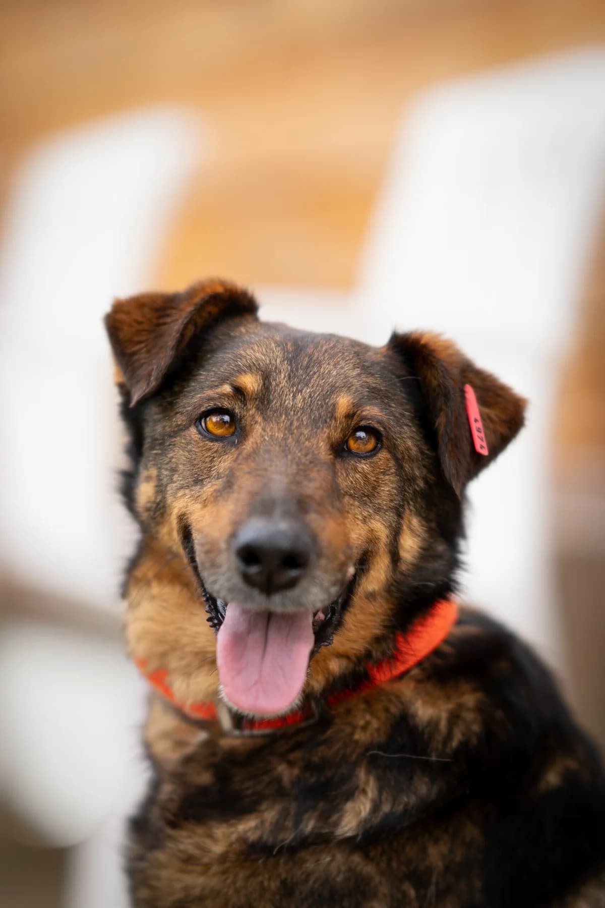 Severus, male 4yo Mixed Breed for adoption at Kleine & große Pfoten e.V., Germany (national, Bulgaria rescue focus)