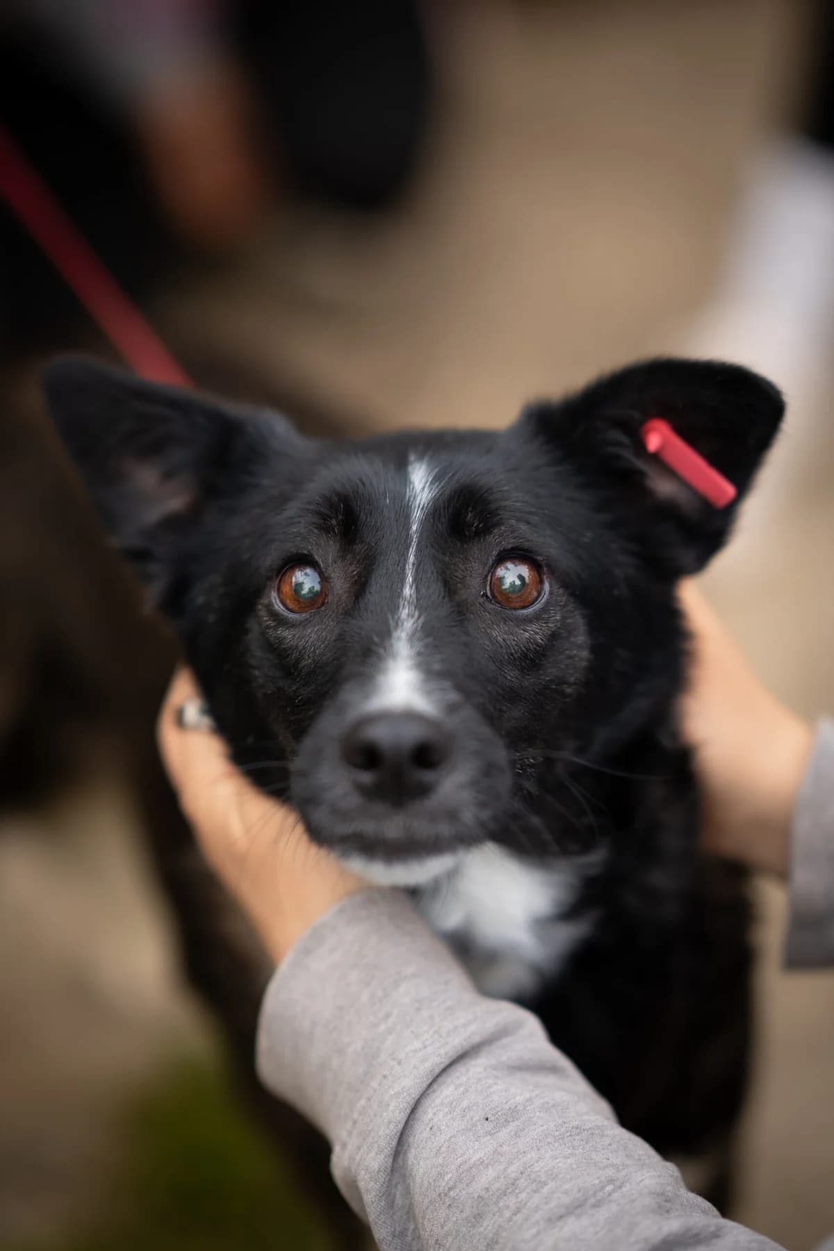 Betty, female 4yo Mixed Breed for adoption at Kleine & große Pfoten e.V., Germany (national, Bulgaria rescue focus)
