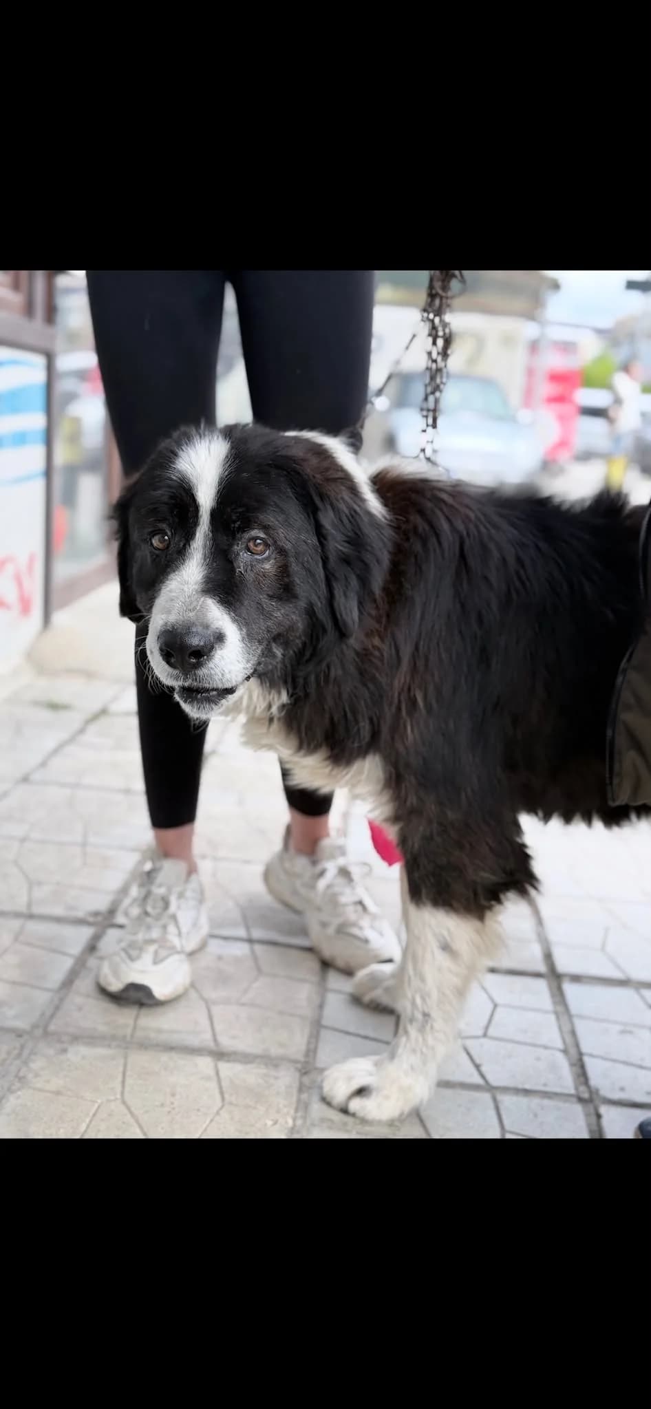Oslo, male 6yo Mixed Breed for adoption at Kleine & große Pfoten e.V., Germany (national, Bulgaria rescue focus)