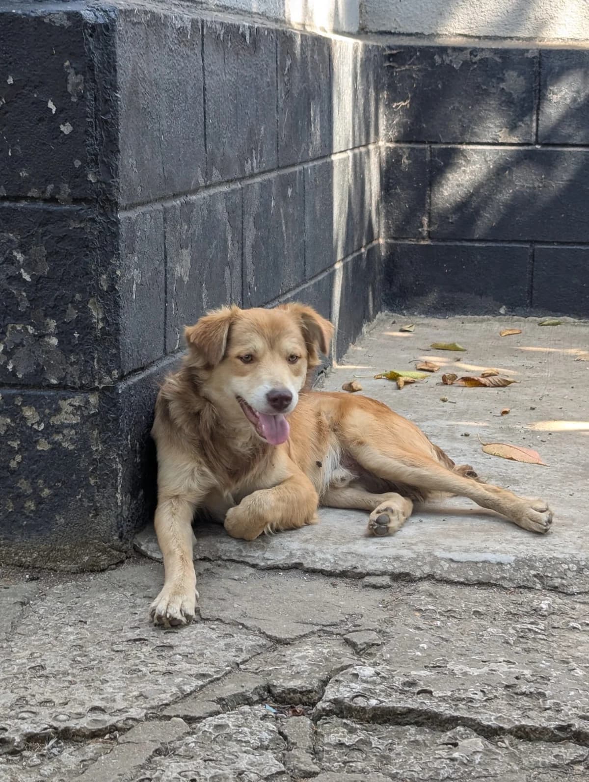 Louie, male Mixed Breed for adoption at Kleine & große Pfoten e.V., Germany (national, Bulgaria rescue focus)