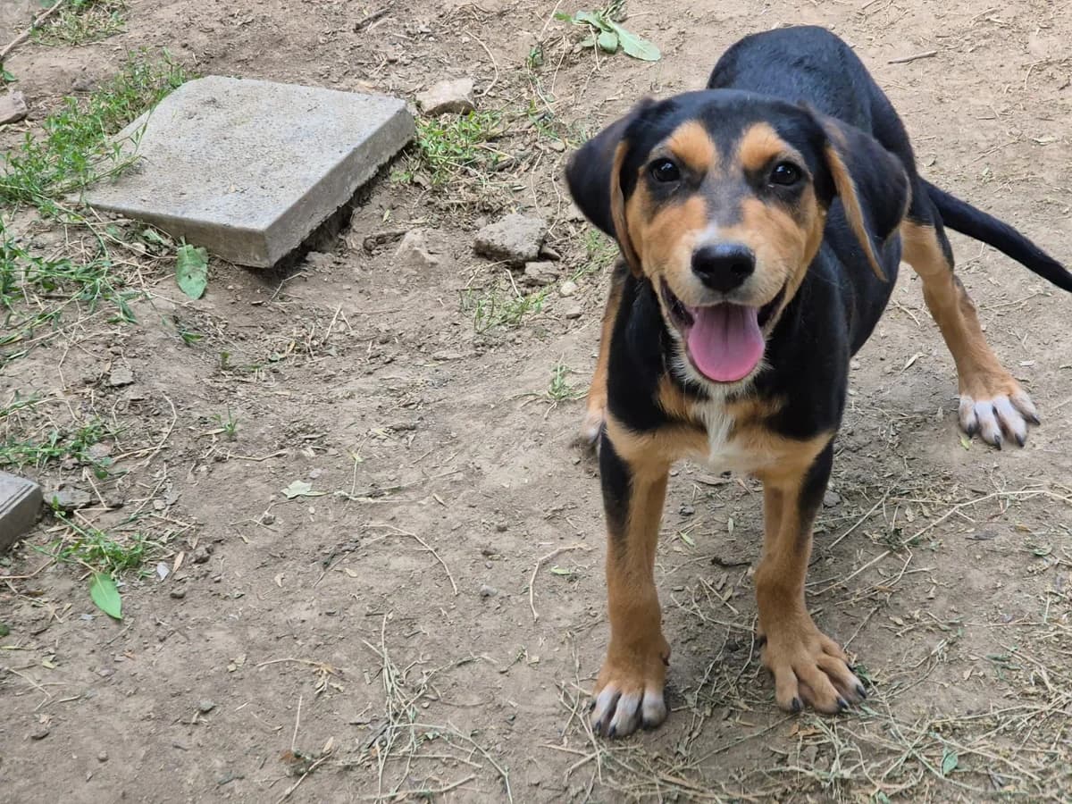Bill, male Mixed Breed for adoption at Kleine & große Pfoten e.V., Germany (national, Bulgaria rescue focus)