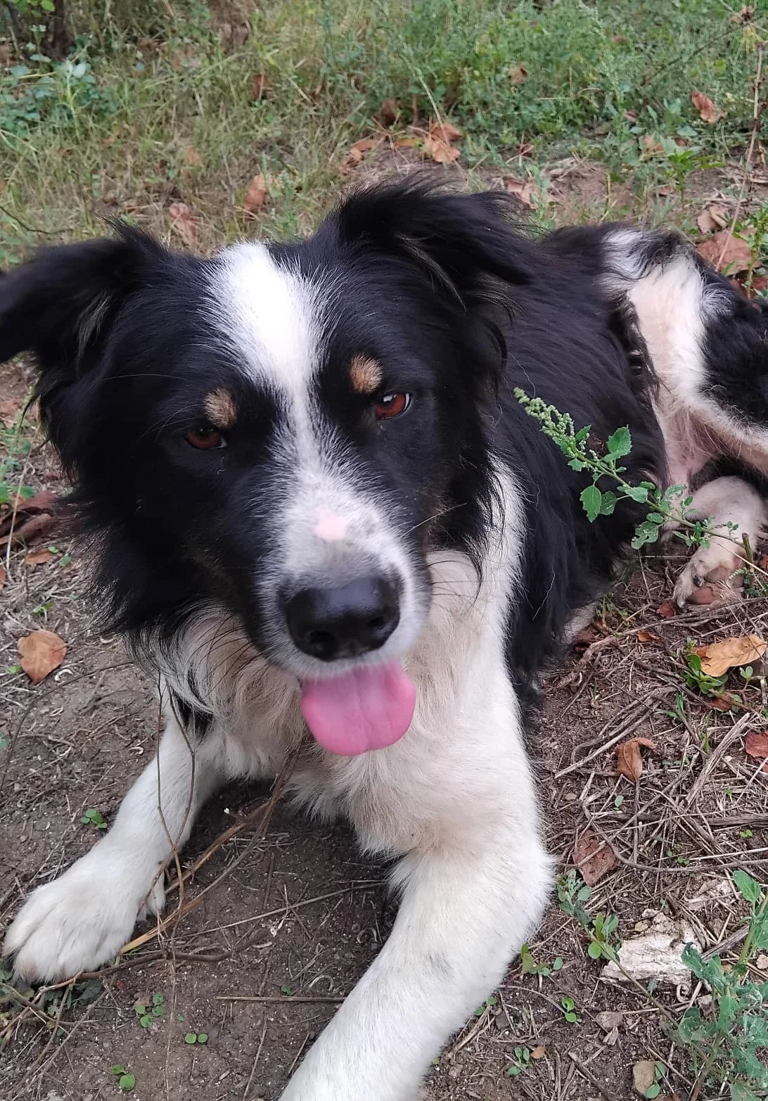 Bruno, male 3yo Mixed Breed for adoption at Kleine & große Pfoten e.V., Germany (national, Bulgaria rescue focus)