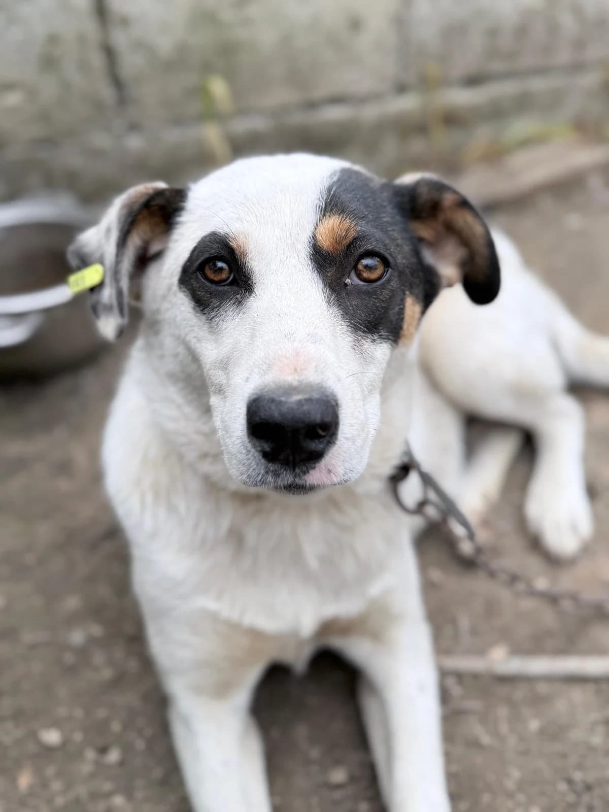 Yara, female puppy Mixed Breed for adoption at Kleine & große Pfoten e.V., Germany (national, Bulgaria rescue focus)
