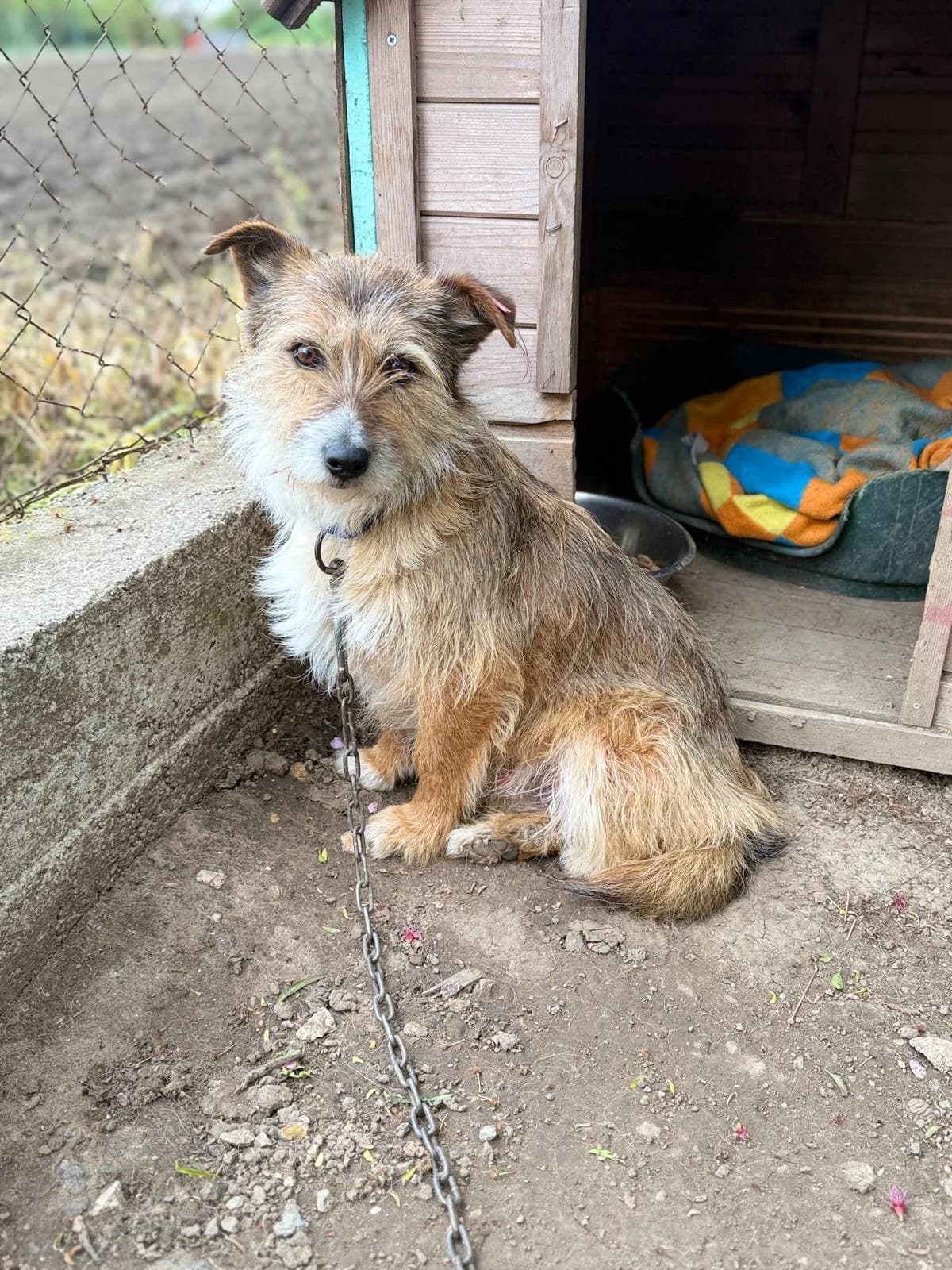 Fiji, male 6yo Mixed Breed for adoption at Kleine & große Pfoten e.V., Germany (national, Bulgaria rescue focus)