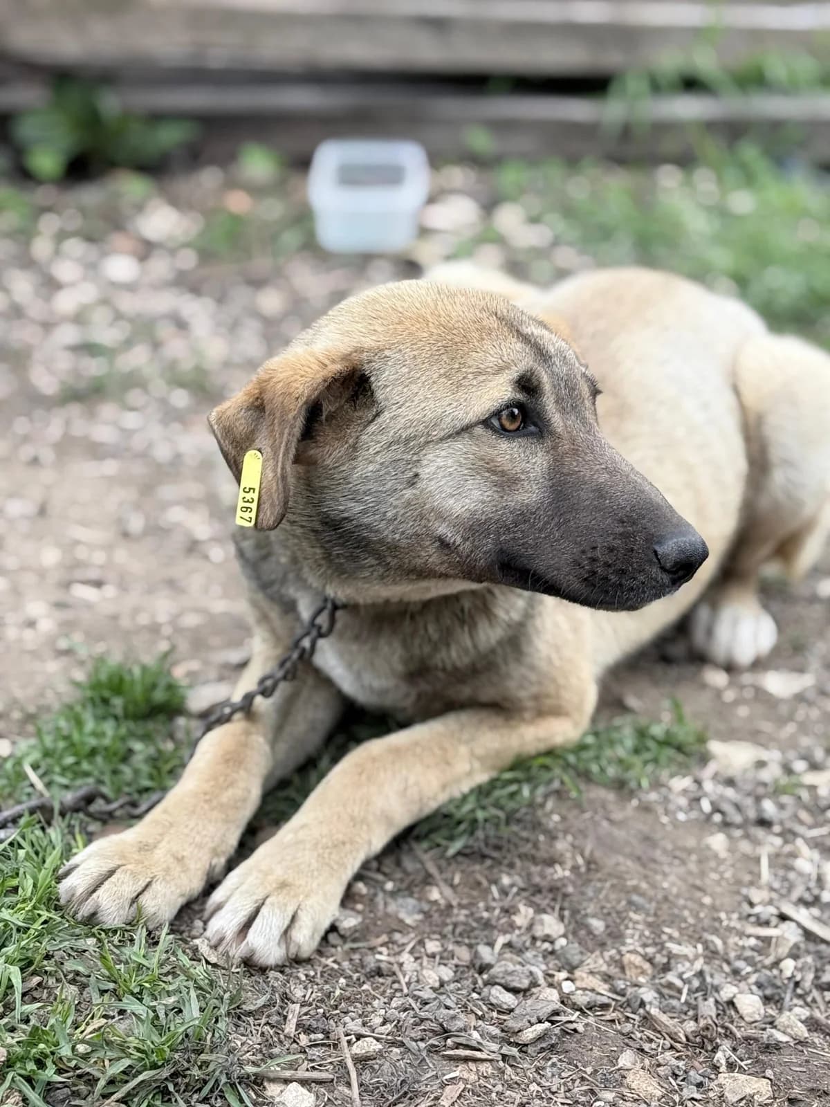 Lou, female Mixed Breed for adoption at Kleine & große Pfoten e.V., Germany (national, Bulgaria rescue focus)