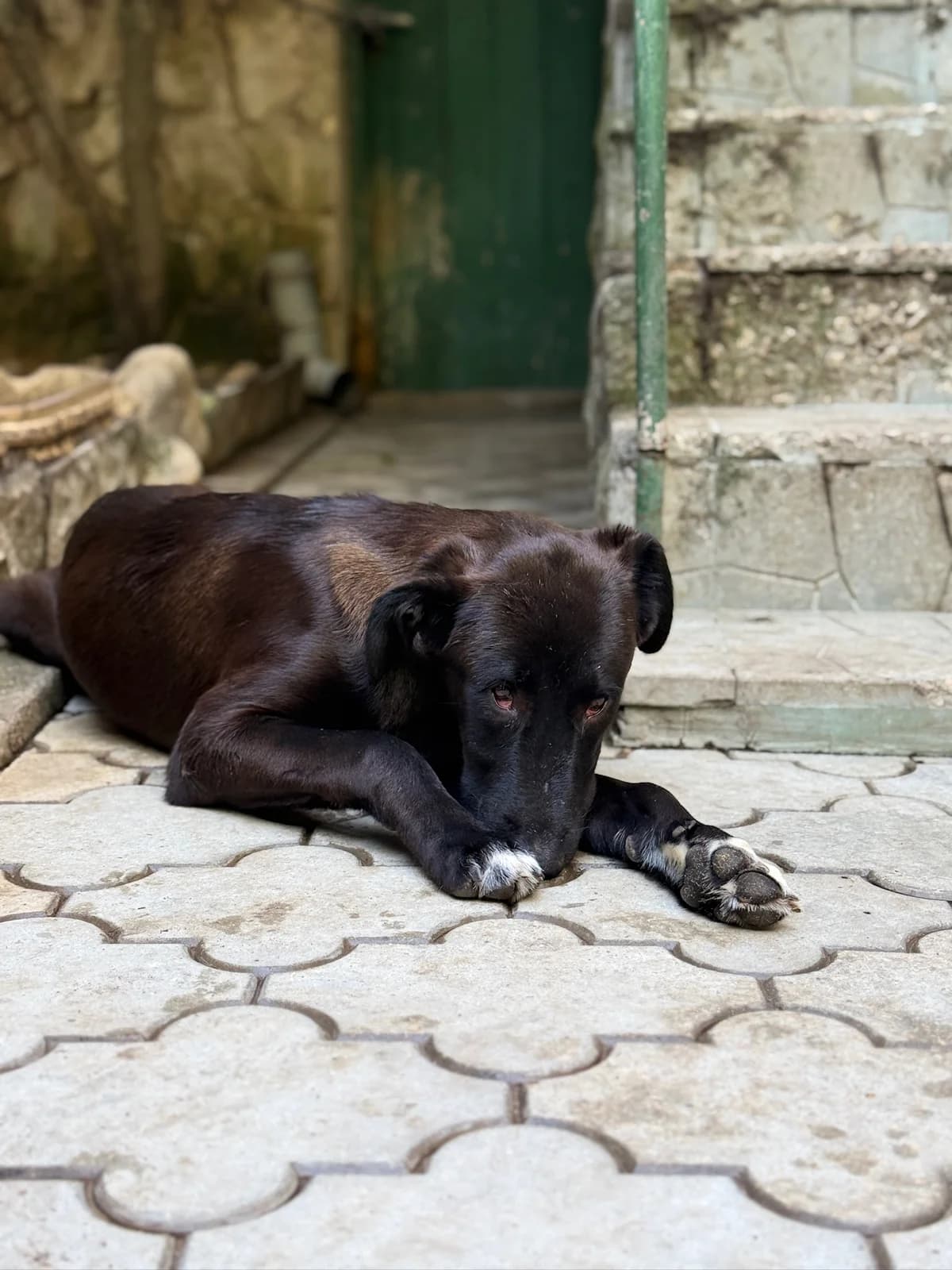 Lio, male puppy Mixed Breed for adoption at Kleine & große Pfoten e.V., Germany (national, Bulgaria rescue focus)