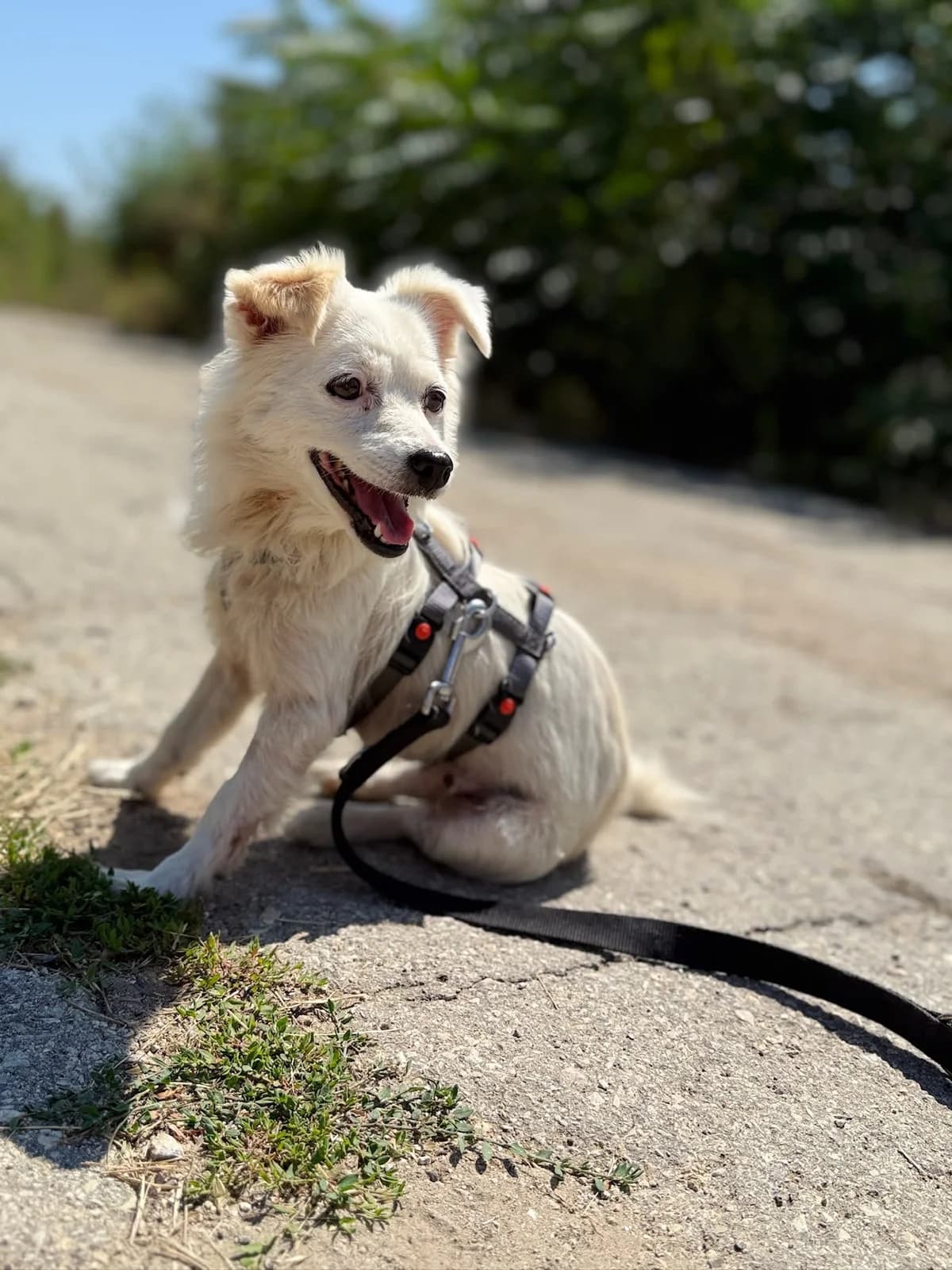 Cheddar, female 6yo Mixed Breed for adoption at Kleine & große Pfoten e.V., Germany (national, Bulgaria rescue focus)