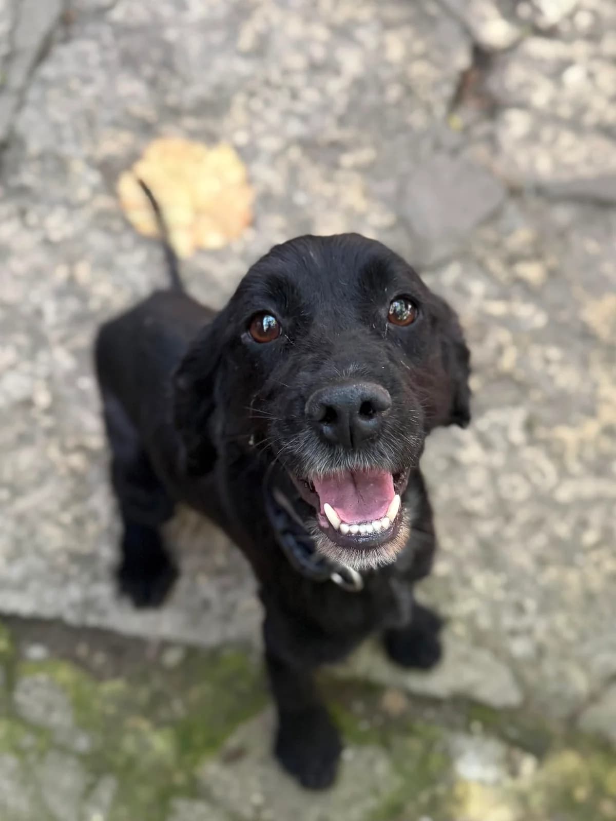Lune, female 4yo Mixed Breed for adoption at Kleine & große Pfoten e.V., Germany (national, Bulgaria rescue focus)