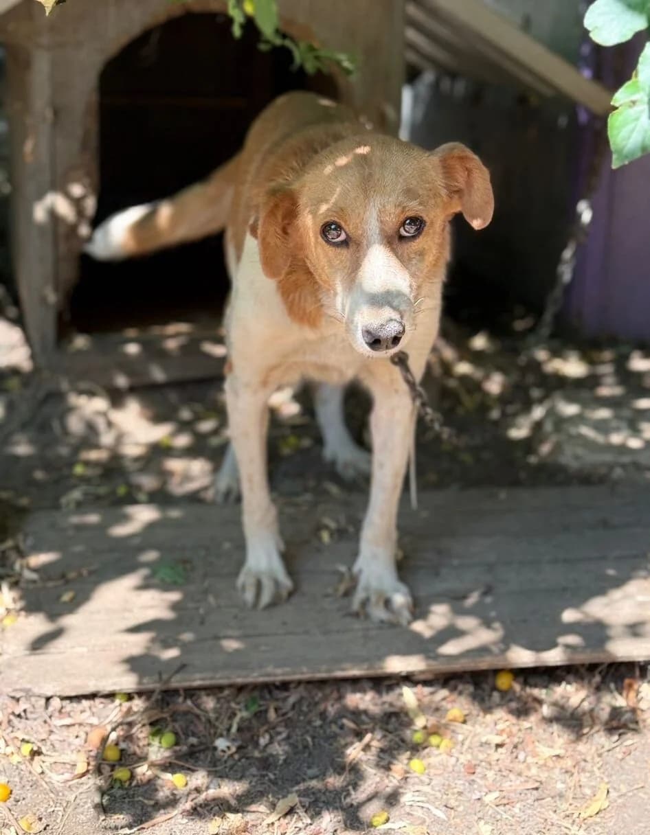 Maya, female 7yo Mixed Breed for adoption at Kleine & große Pfoten e.V., Germany (national, Bulgaria rescue focus)