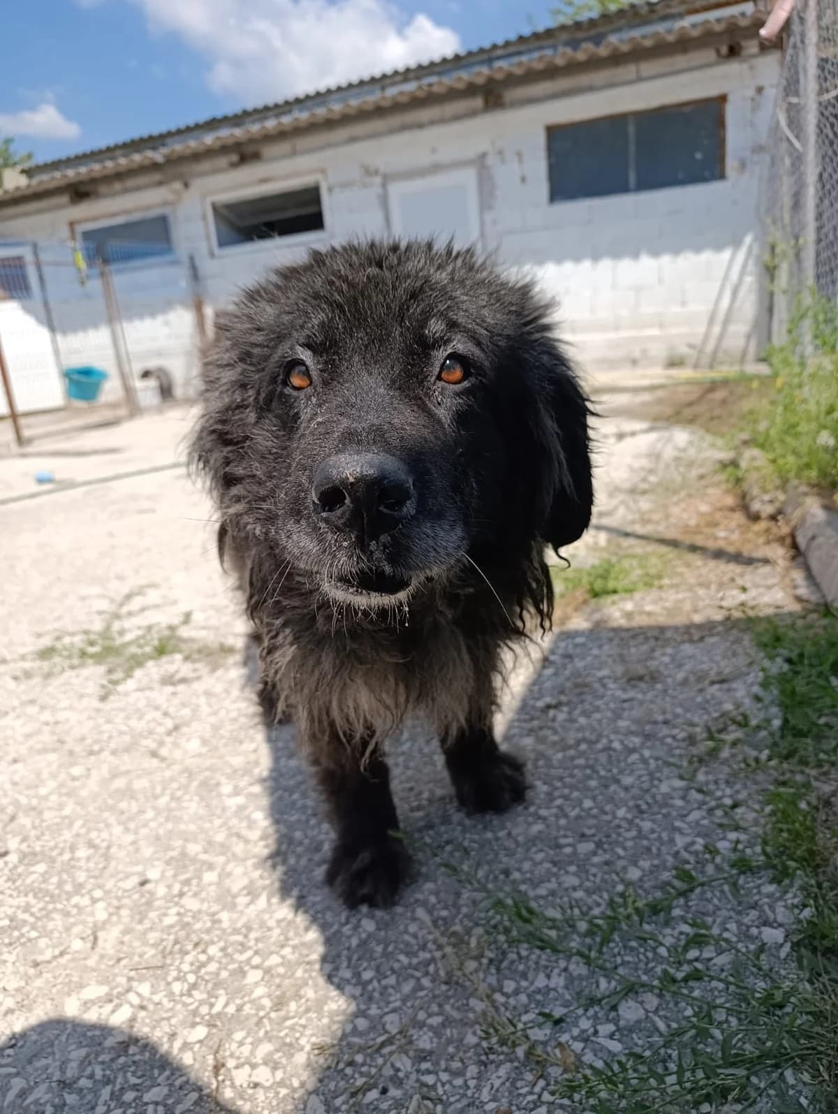 Sara, female Mixed Breed for adoption at Kleine & große Pfoten e.V., Germany (national, Bulgaria rescue focus)