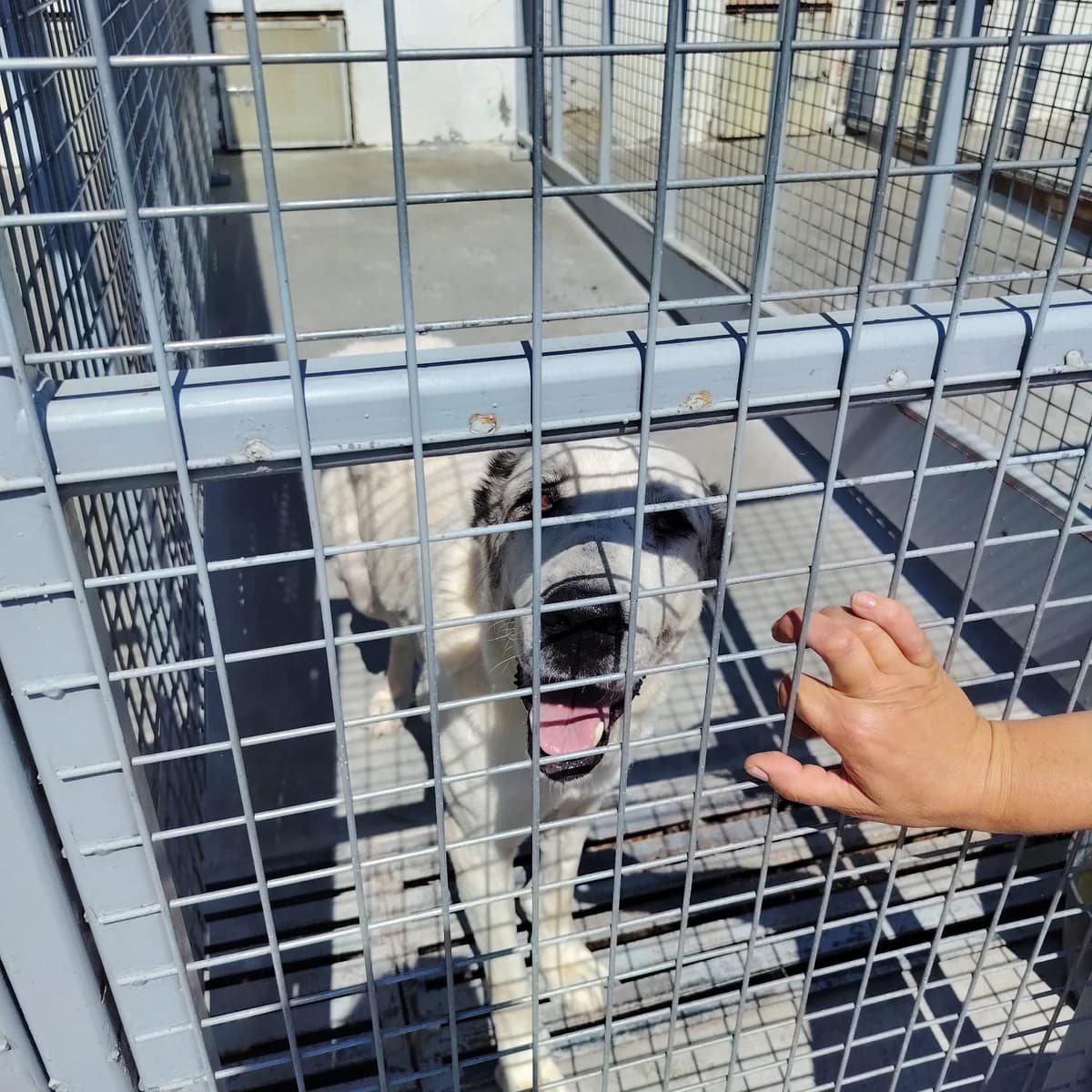 Linda, female senior Mixed Breed for adoption at Kleine & große Pfoten e.V., Germany (national, Bulgaria rescue focus)