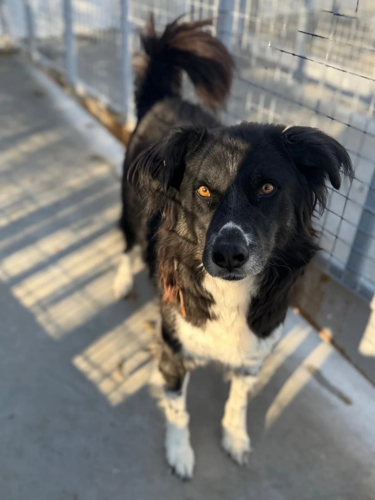 Tommy, male 7yo Mixed Breed for adoption at Kleine & große Pfoten e.V., Germany (national, Bulgaria rescue focus)