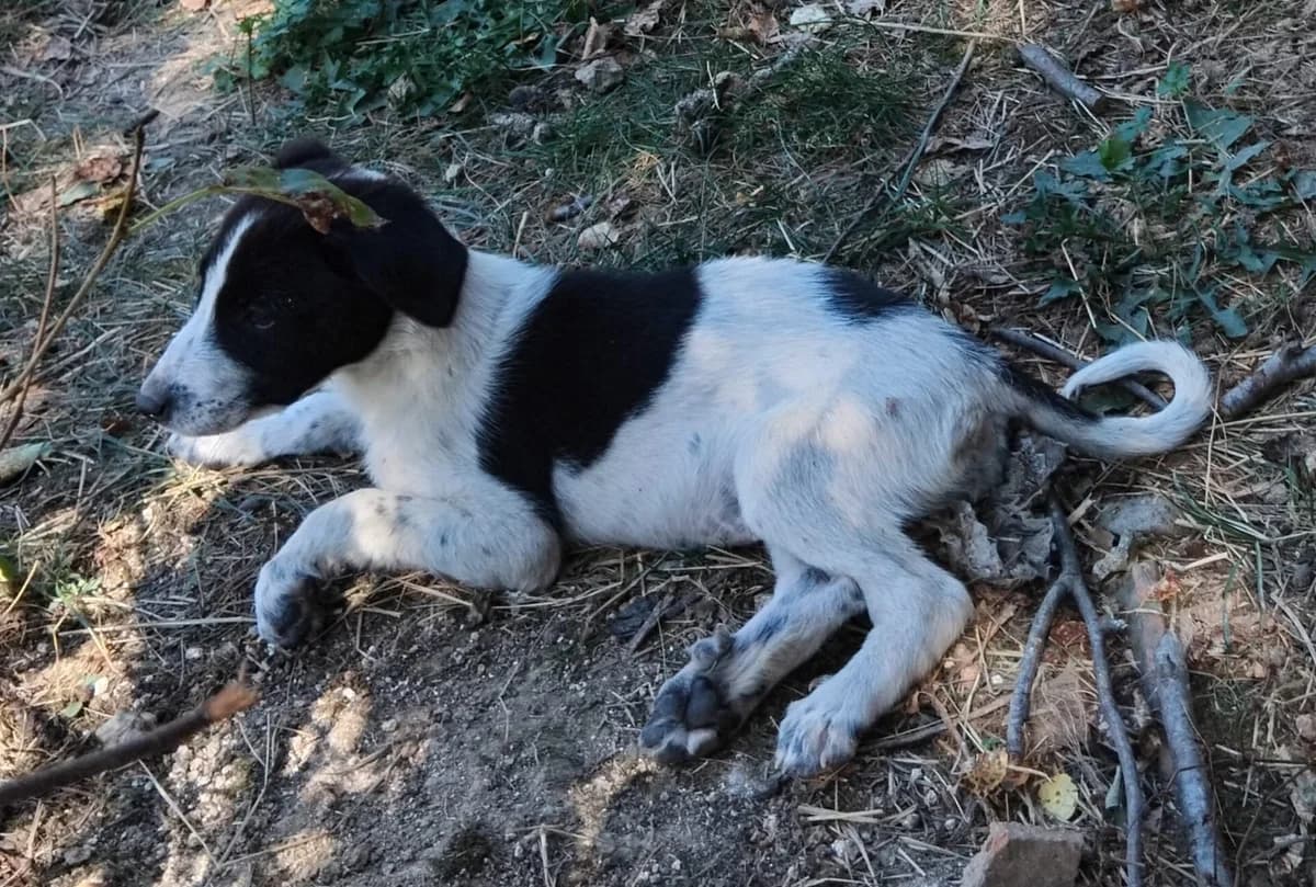 Yuzu, female puppy Mixed Breed for adoption at Kleine & große Pfoten e.V., Germany (national, Bulgaria rescue focus)