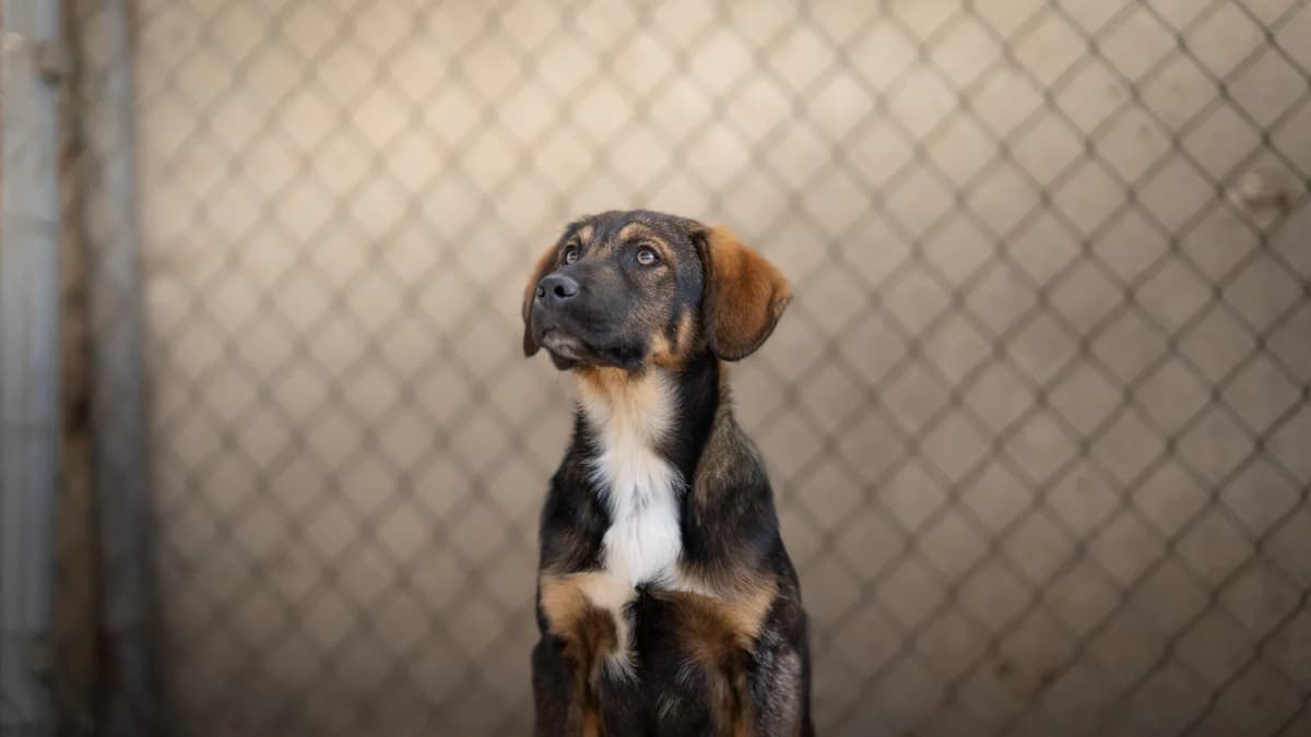 Pamo, male puppy Mixed Breed for adoption at Kleine & große Pfoten e.V., Germany (national, Bulgaria rescue focus)