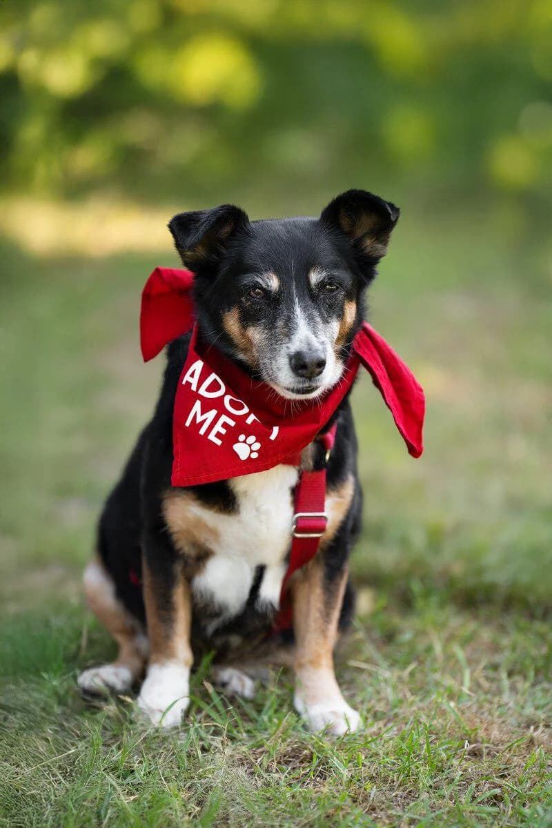 Pearl, female senior Mixed Breed for adoption at Kleine & große Pfoten e.V., Germany (national, Bulgaria rescue focus)