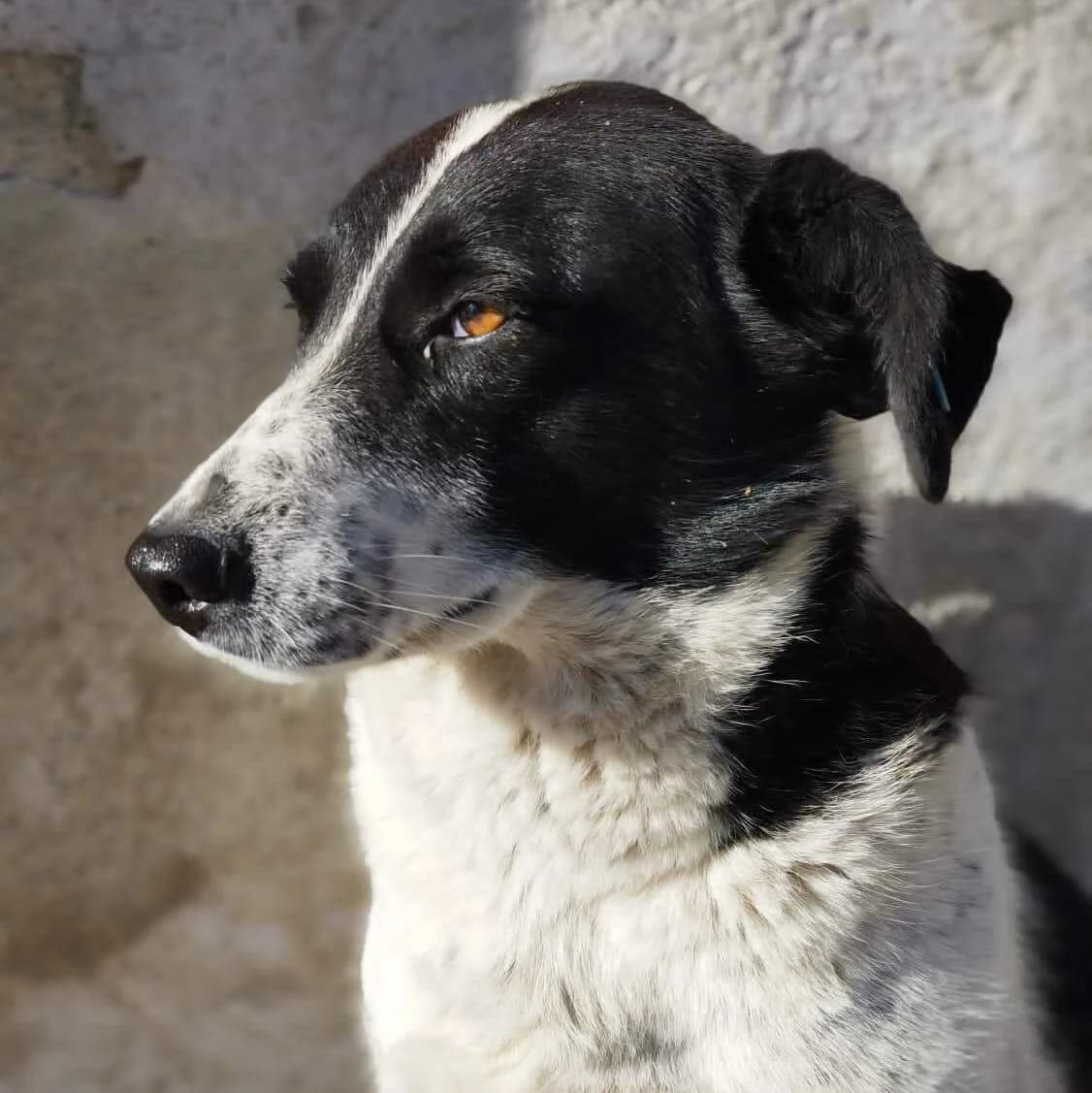 Sharka, female puppy Mixed Breed for adoption at Kleine & große Pfoten e.V., Germany (national, Bulgaria rescue focus)