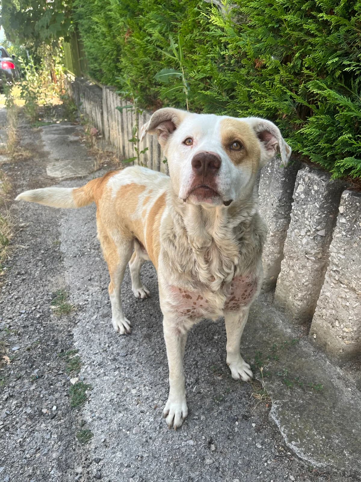 Jupiter, male senior Mixed Breed for adoption at Kleine & große Pfoten e.V., Germany (national, Bulgaria rescue focus)