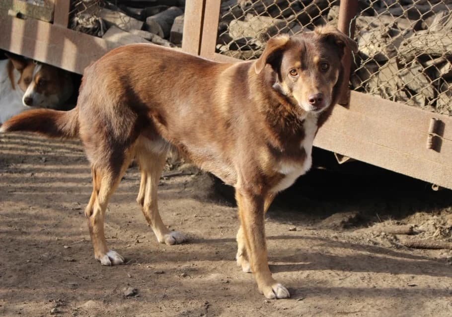Rishko, male young Mixed Breed for adoption at Kleine & große Pfoten e.V., Germany (national, Bulgaria rescue focus)