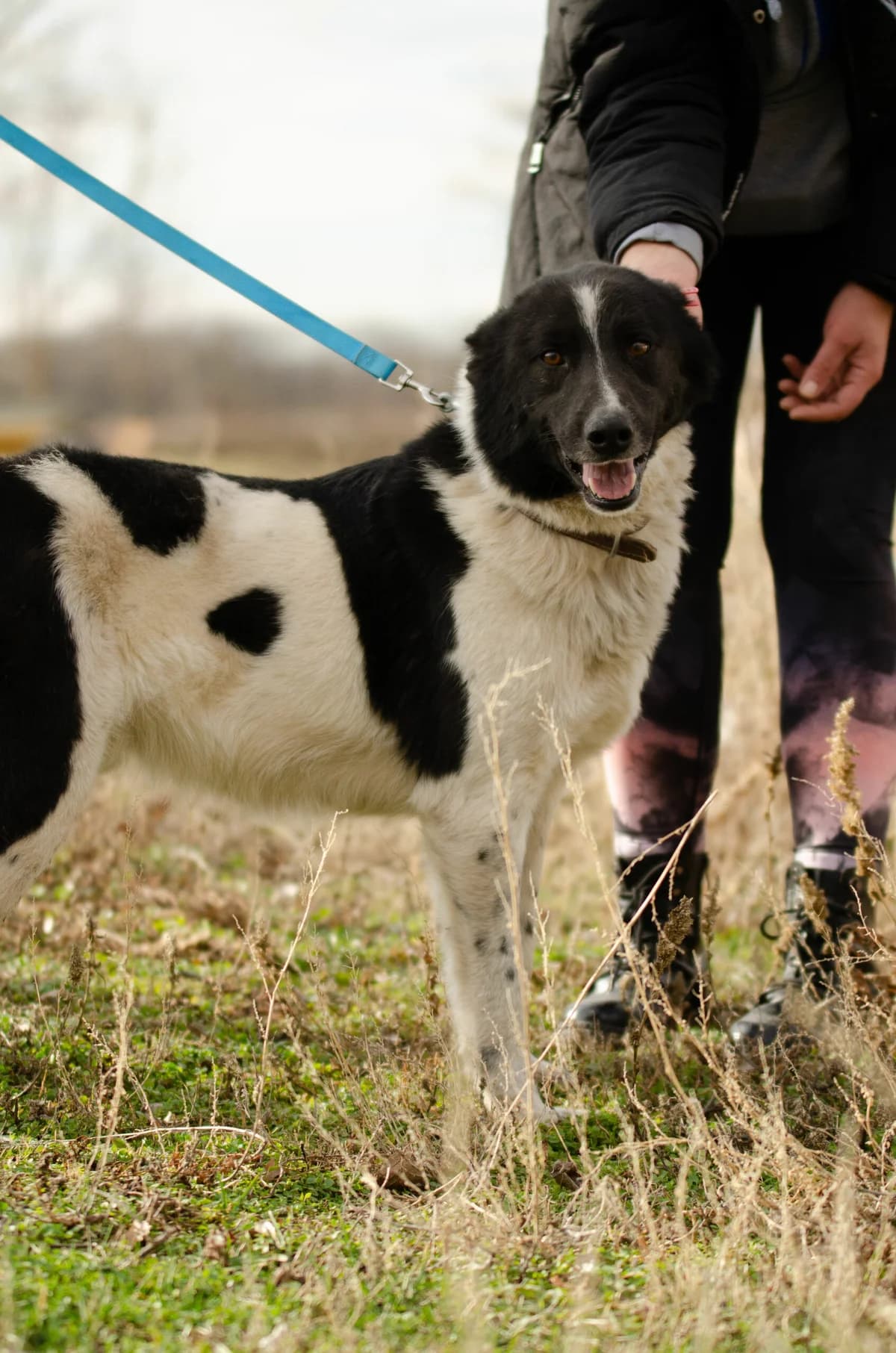 Remus, male puppy Mixed Breed for adoption at Kleine & große Pfoten e.V., Germany (national, Bulgaria rescue focus)