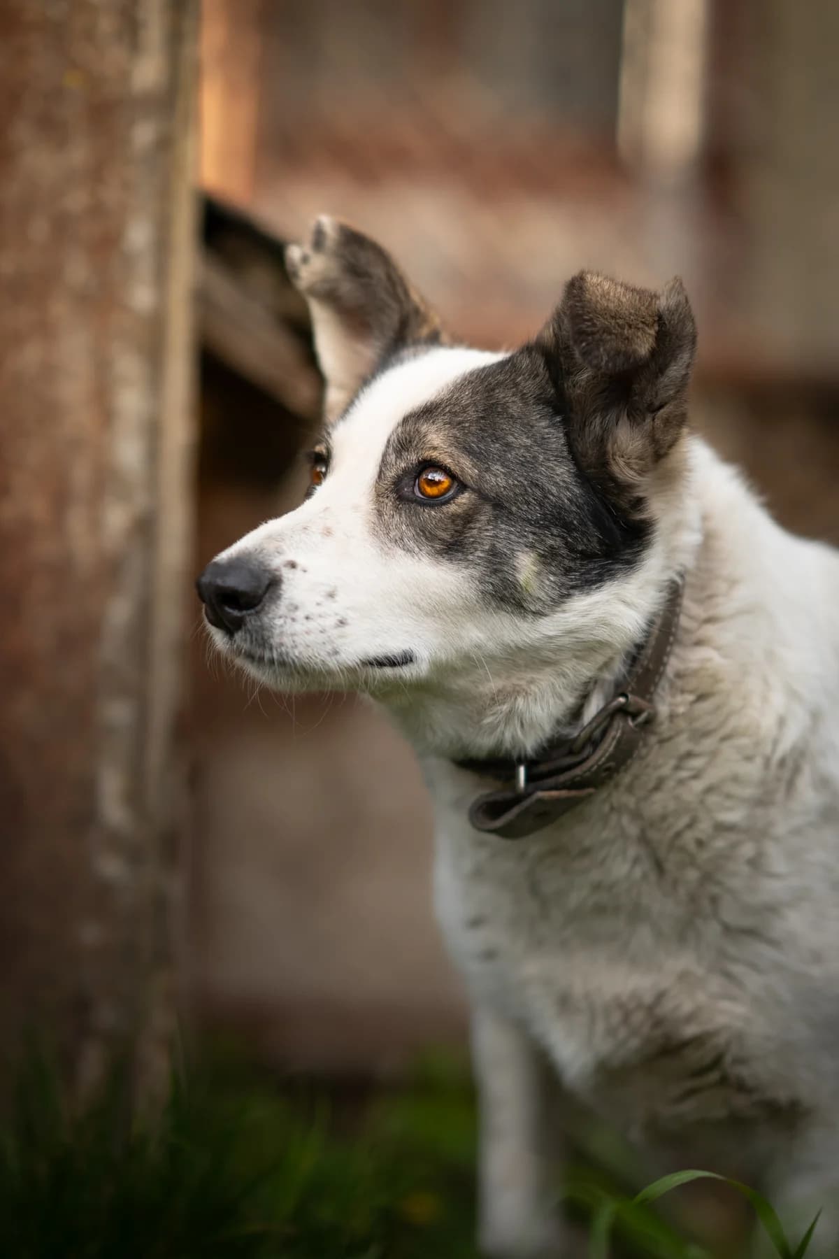 Layla, female 4yo Mixed Breed for adoption at Kleine & große Pfoten e.V., Germany (national, Bulgaria rescue focus)