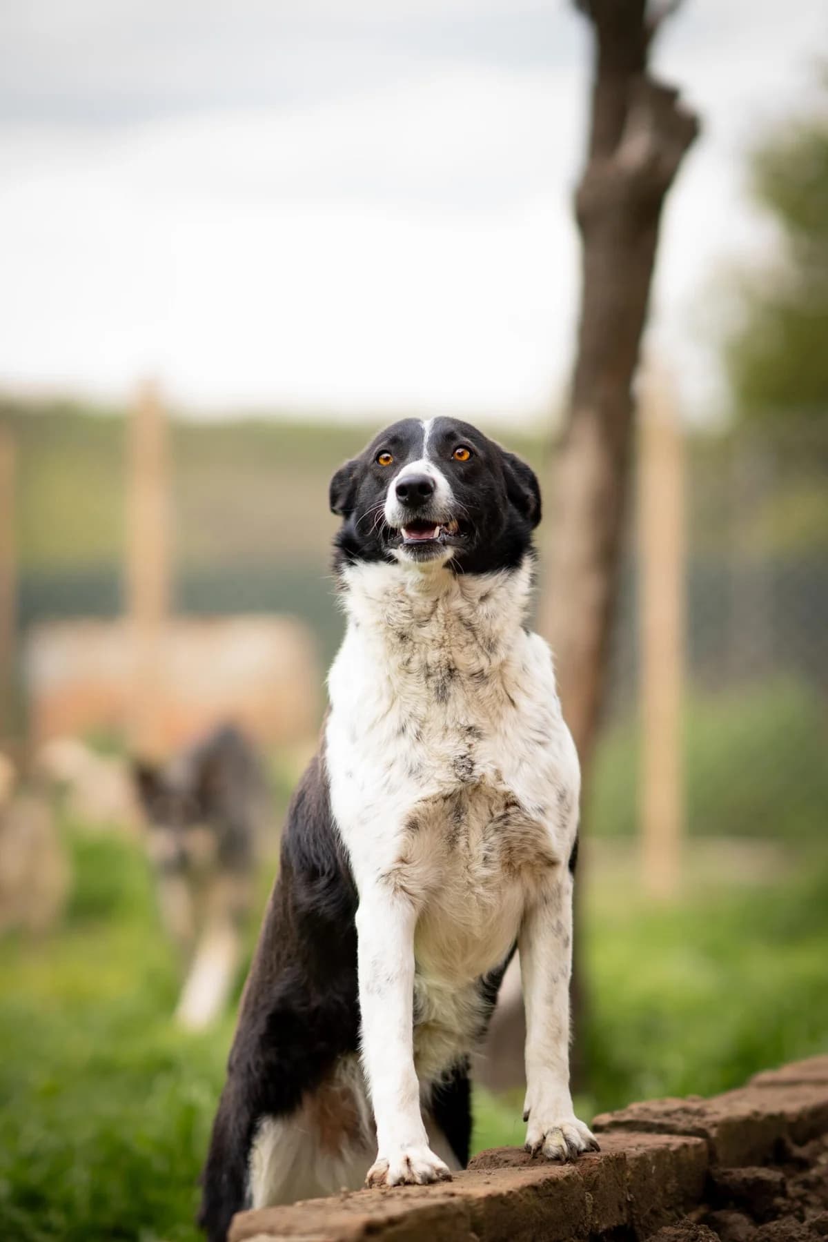 Finja, female 3yo Mixed Breed for adoption at Kleine & große Pfoten e.V., Germany (national, Bulgaria rescue focus)