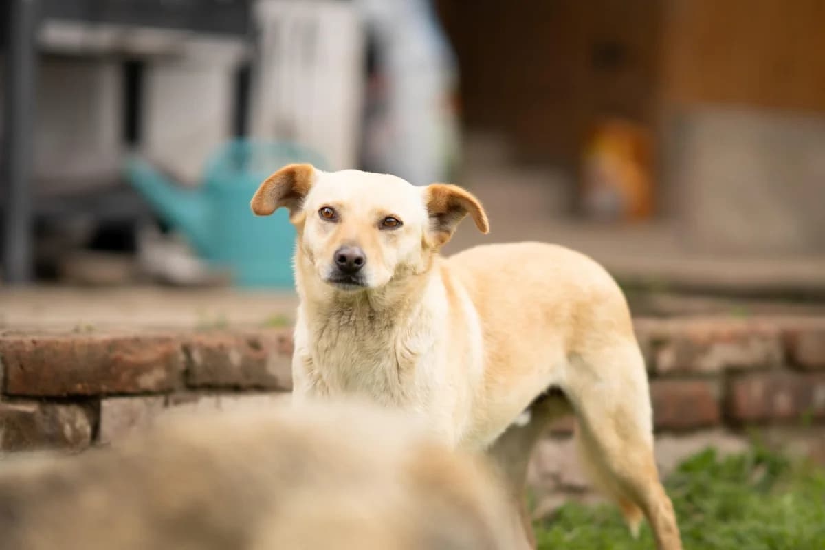 Jax, male 3yo Mixed Breed for adoption at Kleine & große Pfoten e.V., Germany (national, Bulgaria rescue focus)