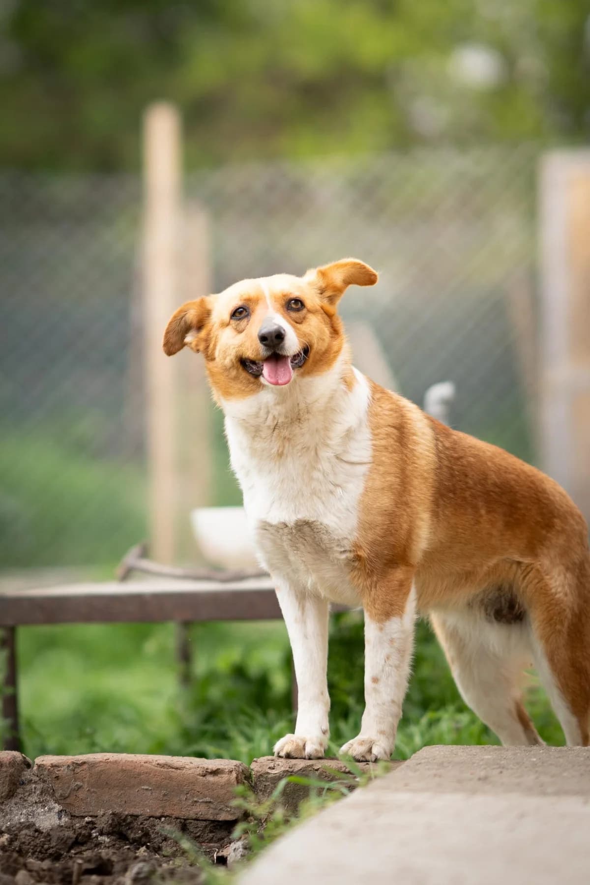 Kira, female 3yo Mixed Breed for adoption at Kleine & große Pfoten e.V., Germany (national, Bulgaria rescue focus)