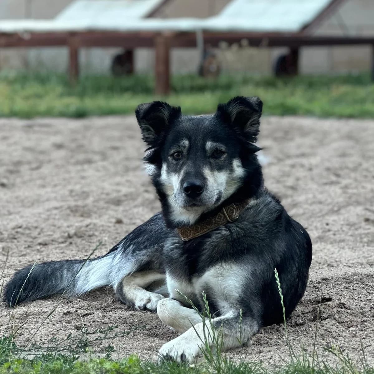 Kiana, female young Mixed Breed for adoption at Kleine & große Pfoten e.V., Germany (national, Bulgaria rescue focus)