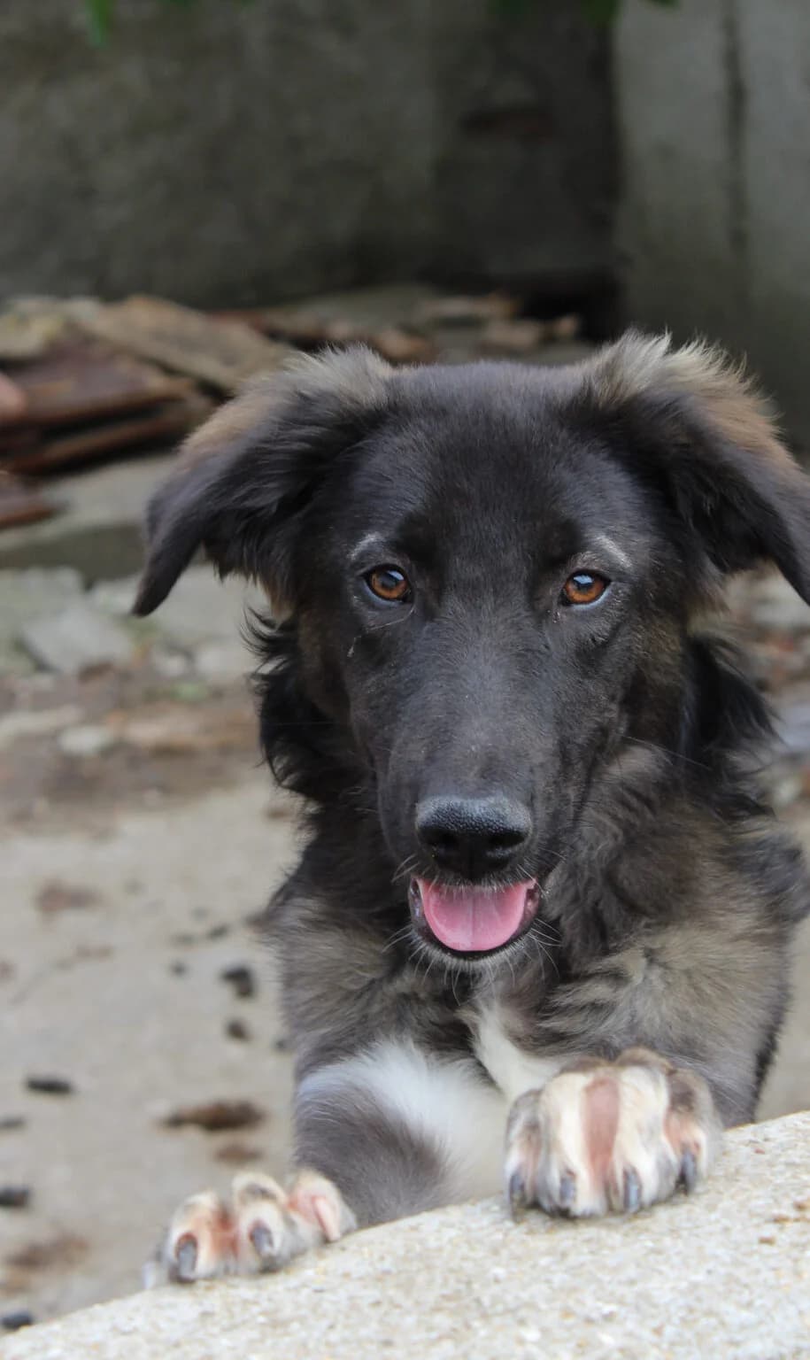 Thorsten, male young Mixed Breed for adoption at Kleine & große Pfoten e.V., Germany (national, Bulgaria rescue focus)